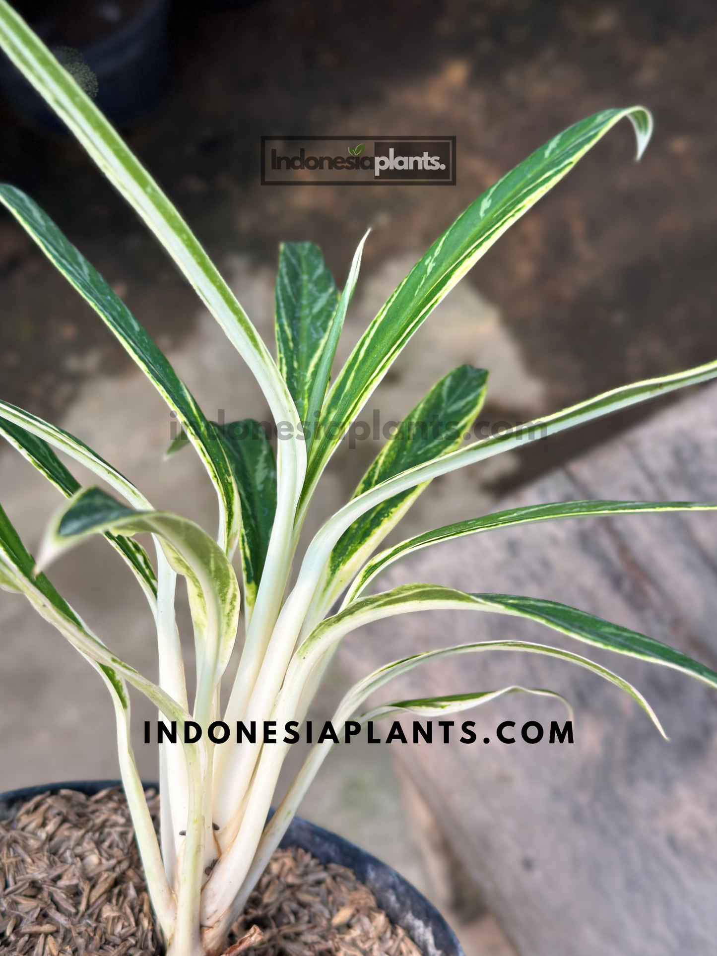 Close-up of Aglaonema Bamboo held by hand, highlighting the fine variegation and balanced symmetry of the upright foliage