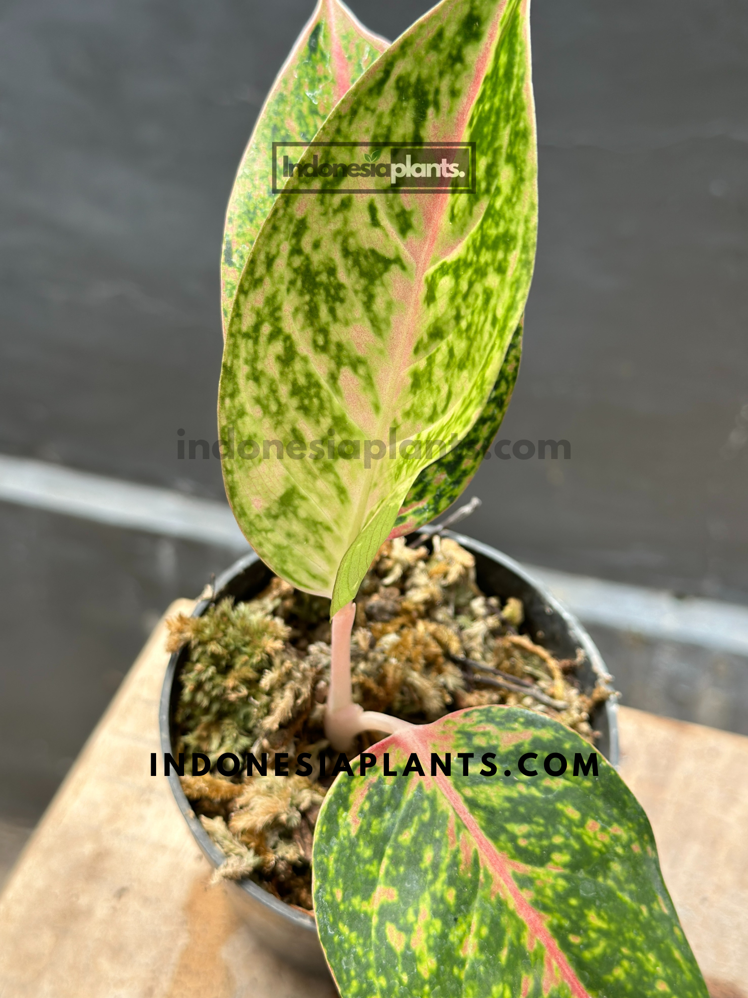 aglaonema big roy Aglaonema Big Roy small size