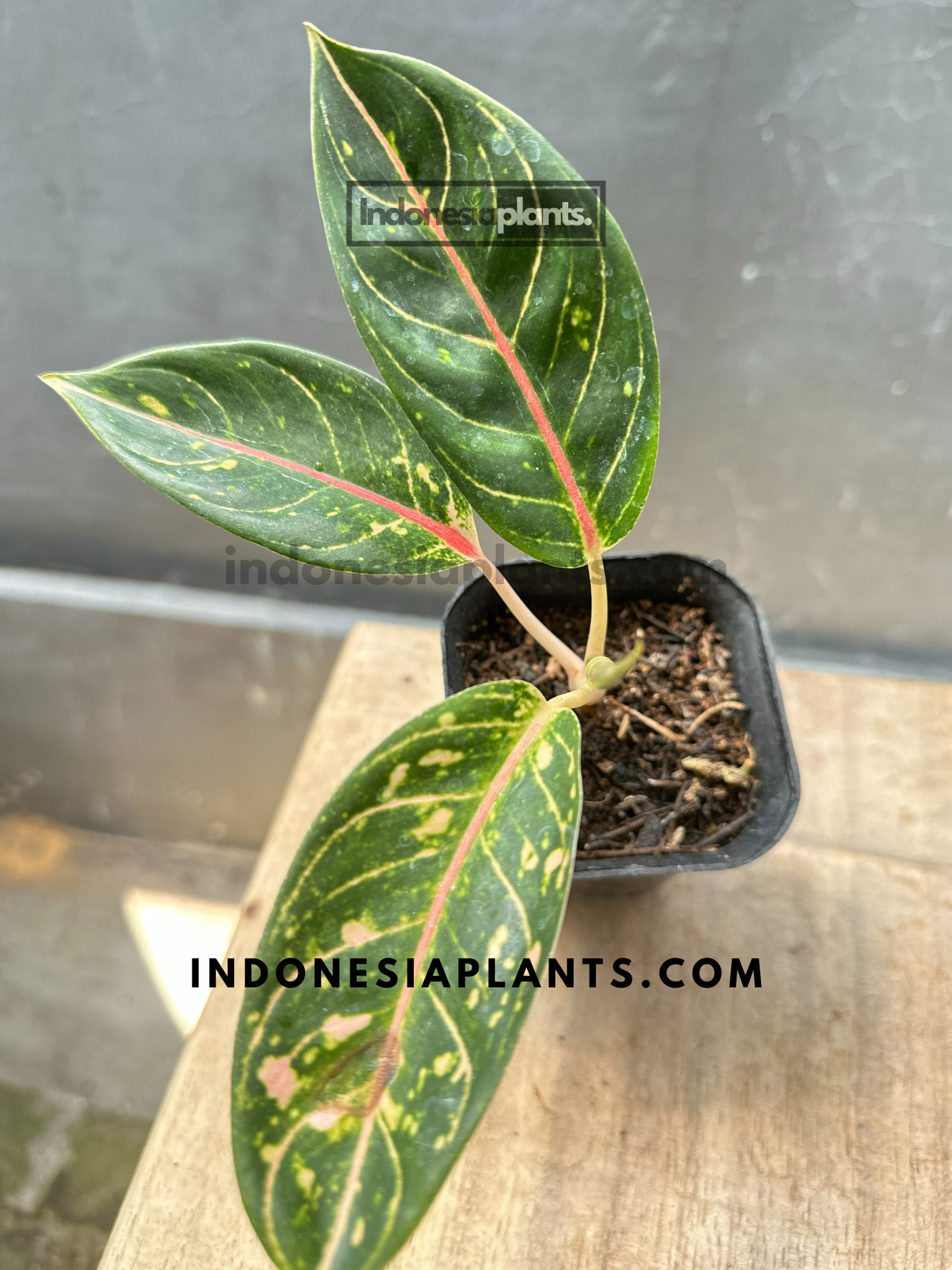 Top view of Aglaonema Dona Carmen small size showing dark green leaves with pink veins and speckled markings in a black nursery pot