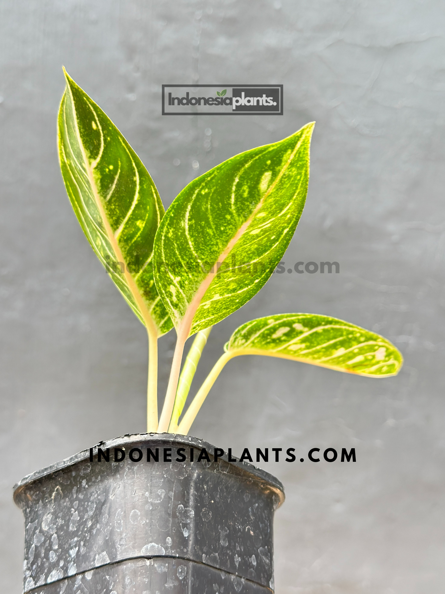 Side view of Aglaonema Dona Carmen highlighting its slender reddish stem and patterned foliage under soft natural light