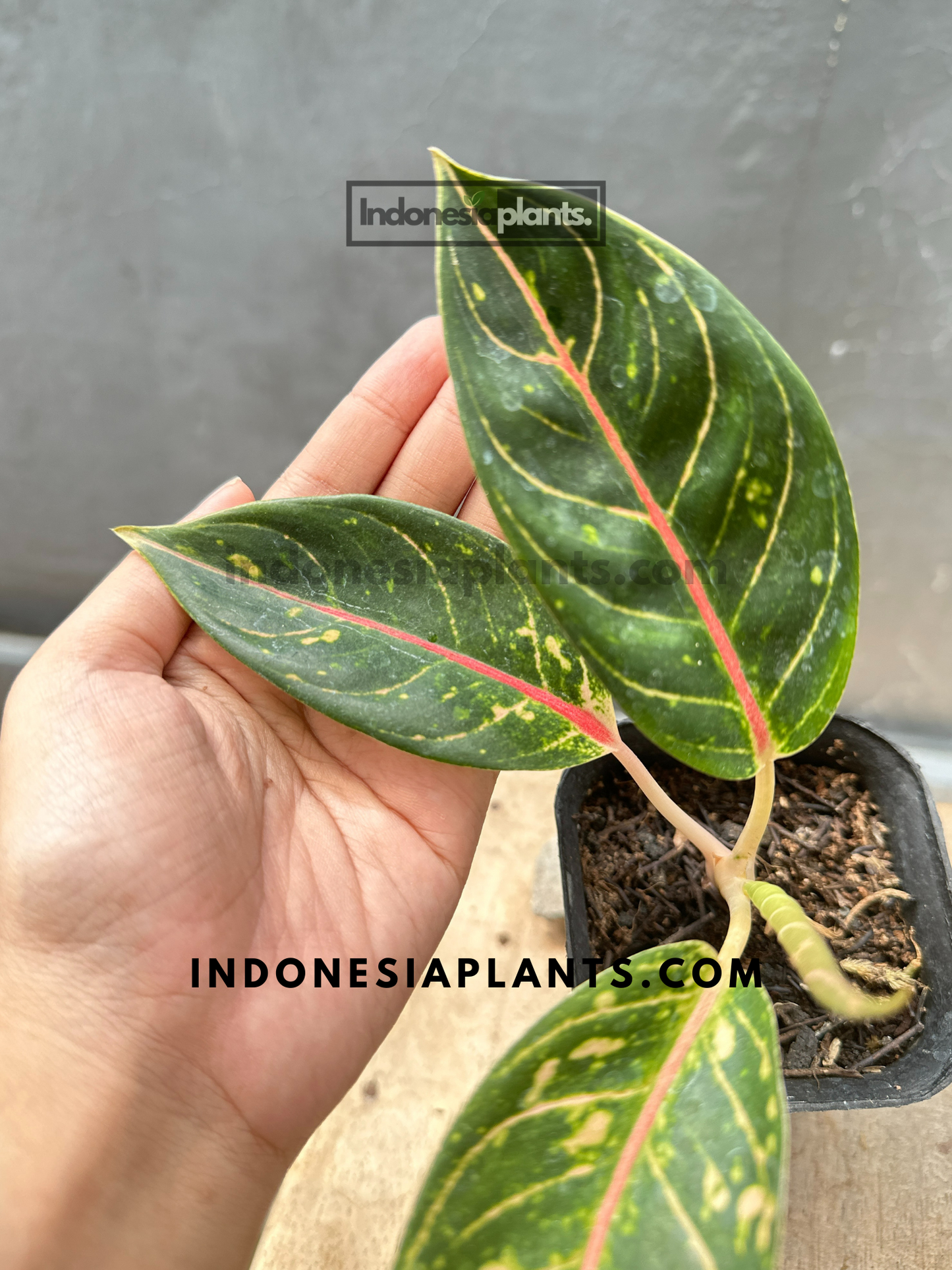 Hand holding a small Aglaonema Dona Carmen plant with vivid leaf color and clear contrast between green and pink midribs