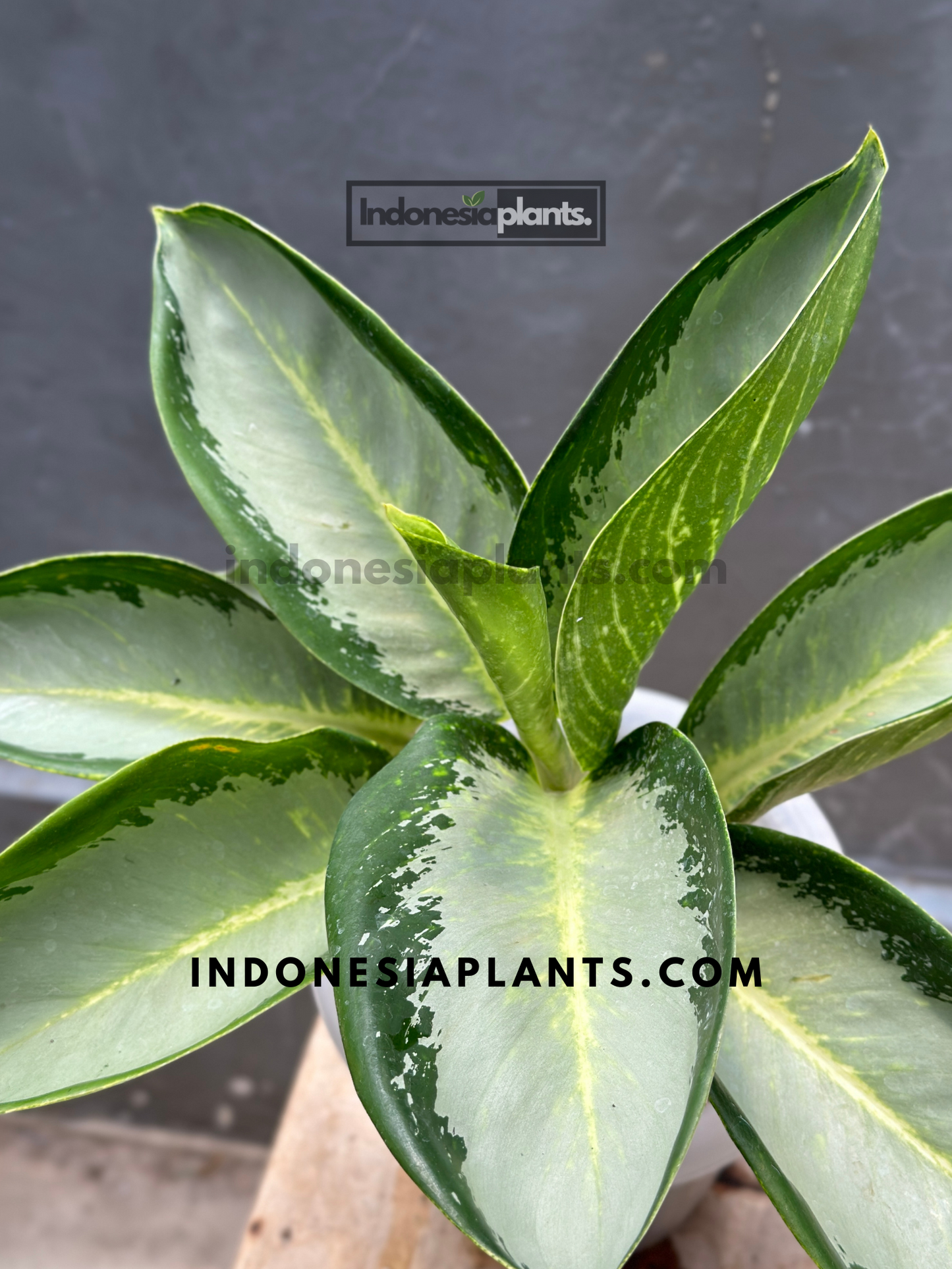 Top view of Aglaonema Green Bowl showing its symmetrical rosette shape with glossy green leaves and defined central growth pattern