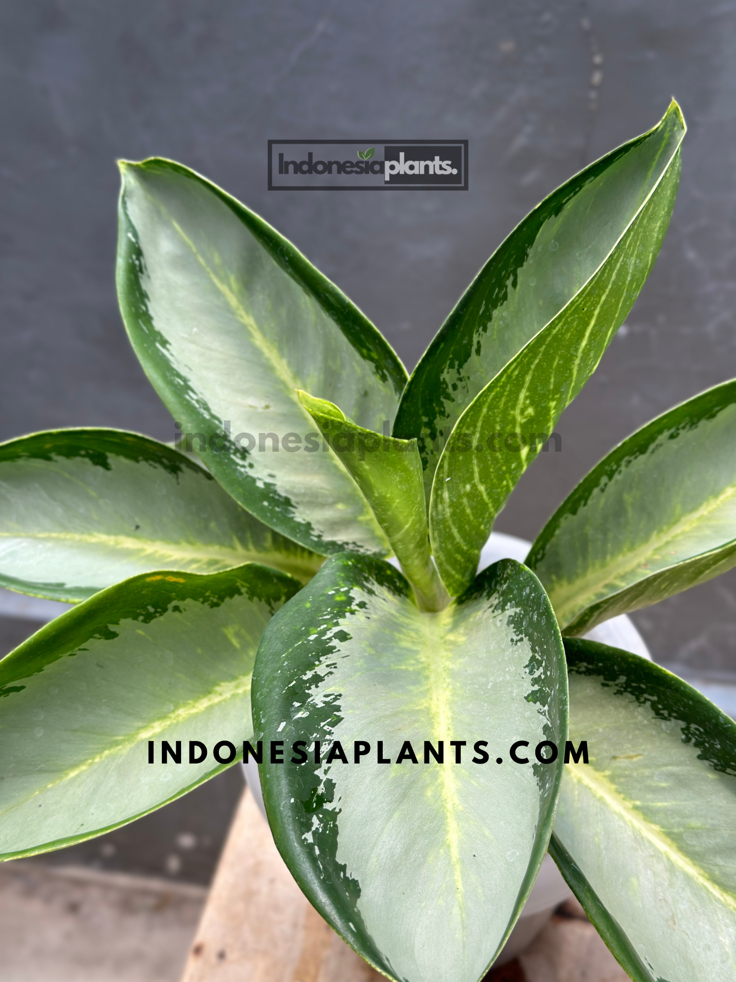 Top view of Aglaonema Green Bowl showing its symmetrical rosette shape with glossy green leaves and defined central growth pattern