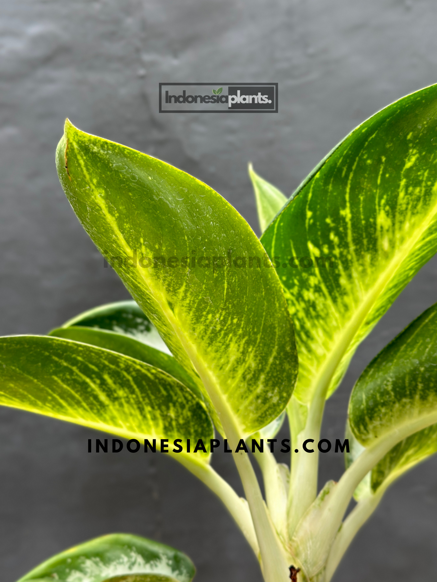 Side angle of Aglaonema Green Bowl placed in a black nursery pot, highlighting its broad green foliage and compact rounded structure