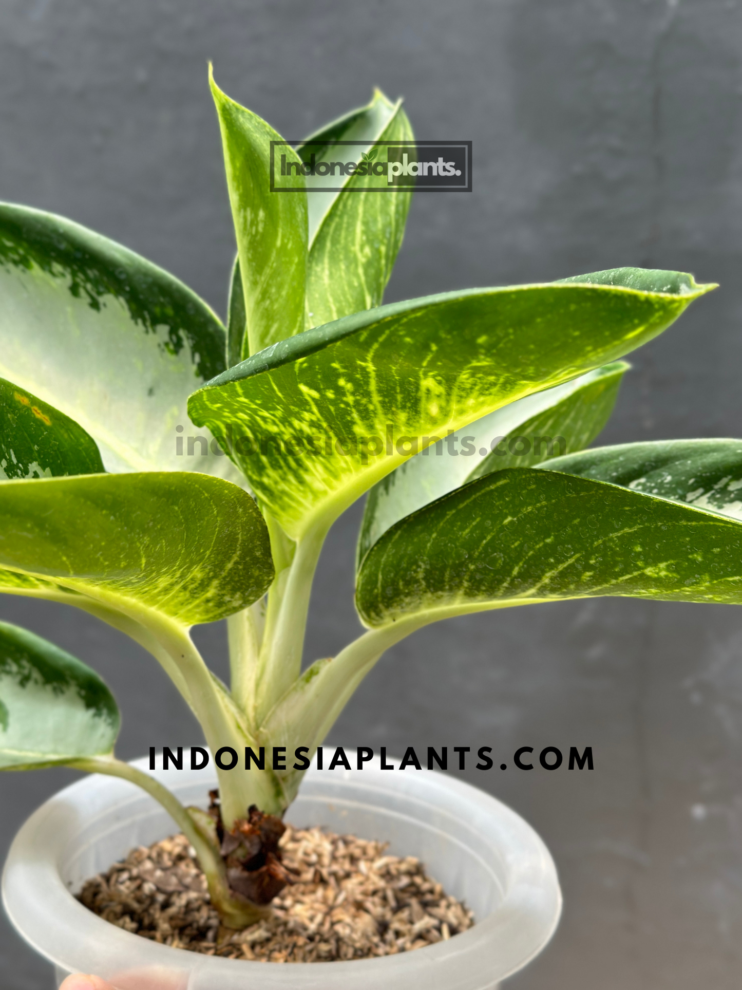 Close-up view of Aglaonema Green Bowl leaf details, showcasing the smooth, rich green surface and subtle central veining in natural light