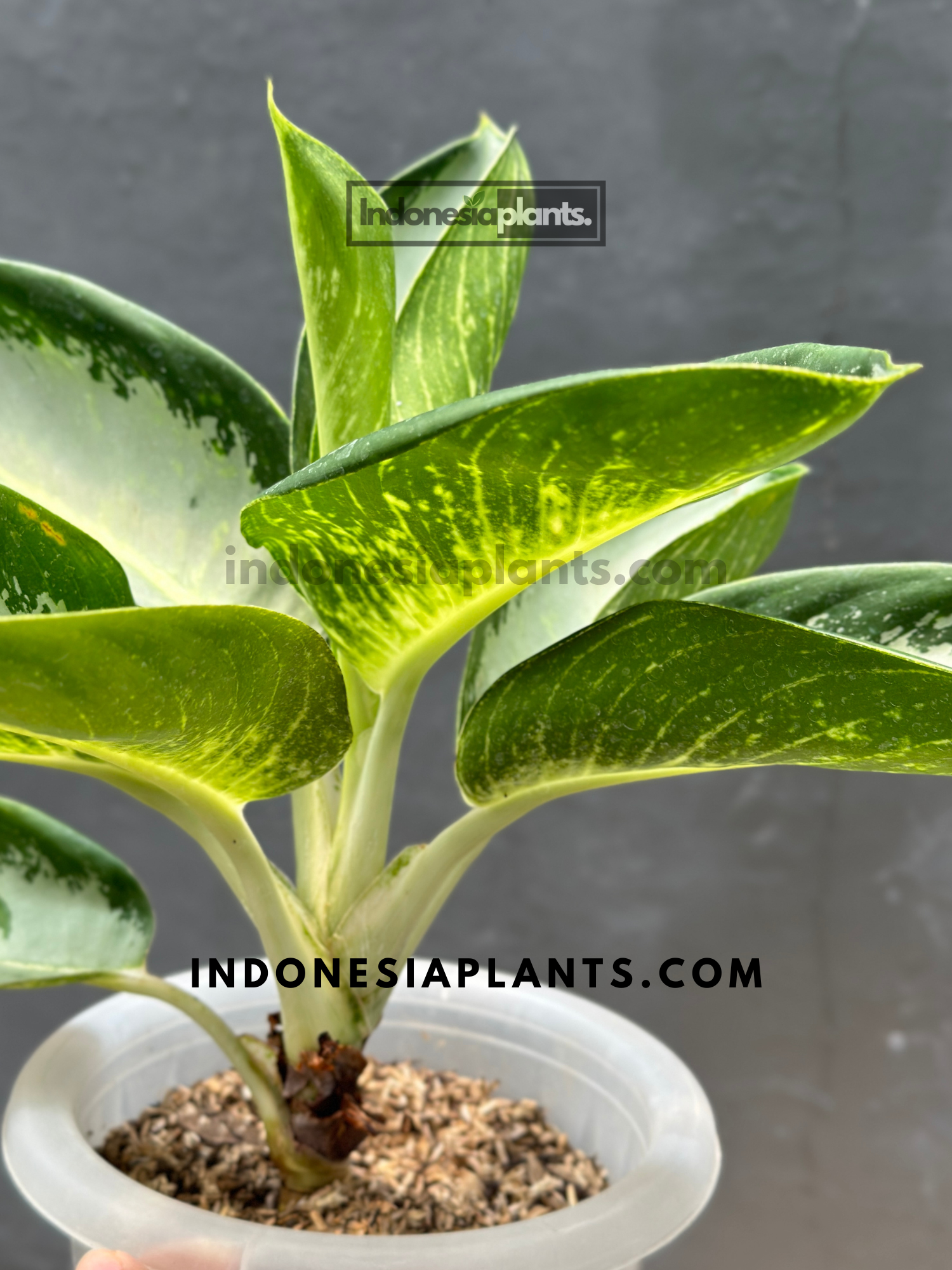 Close-up view of Aglaonema Green Bowl leaf details, showcasing the smooth, rich green surface and subtle central veining in natural light