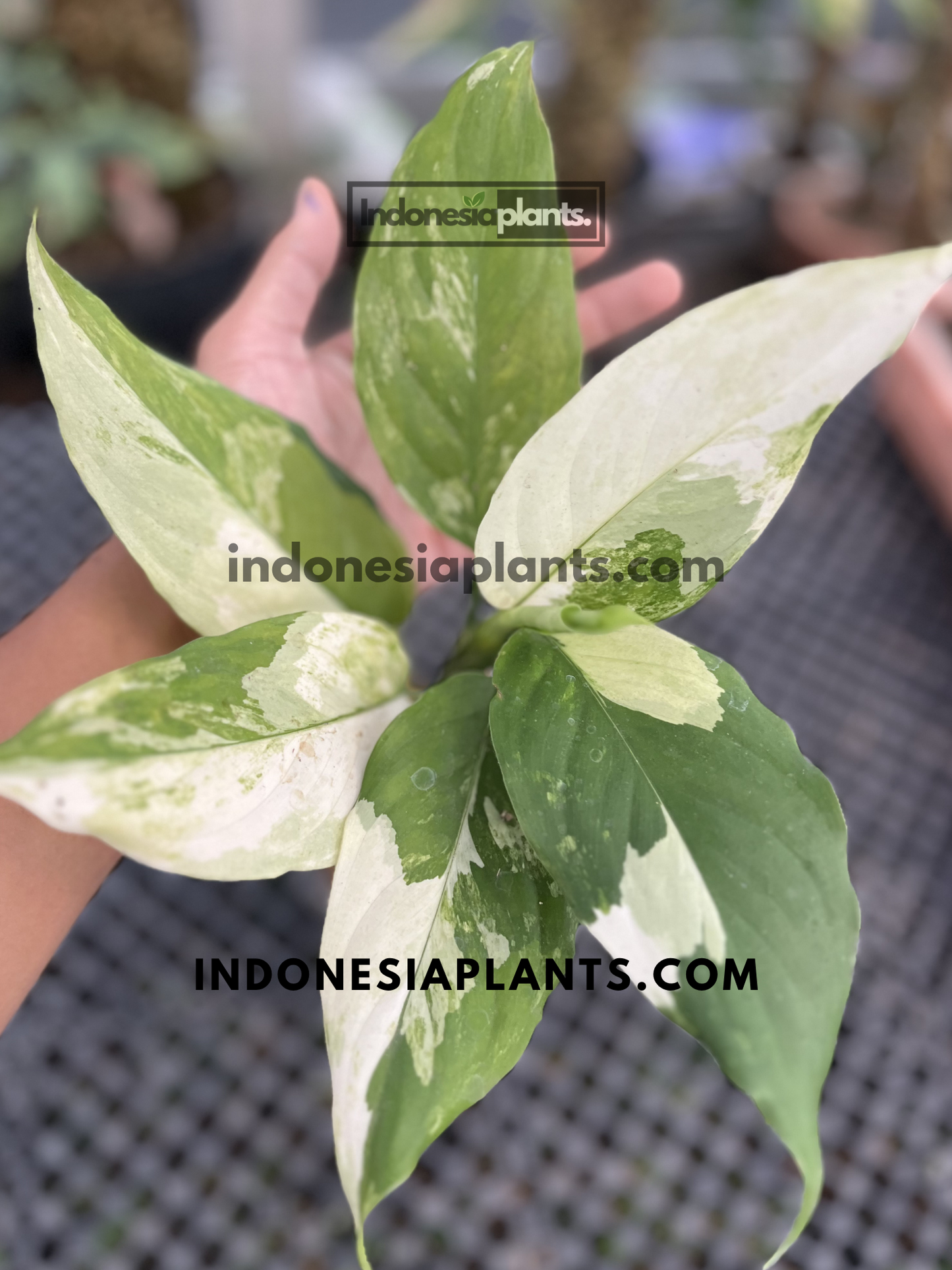 Close-up of Aglaonema Modestum Split Milk Variegated showcasing bold white sectors and marbled green variegation on broad leaves.