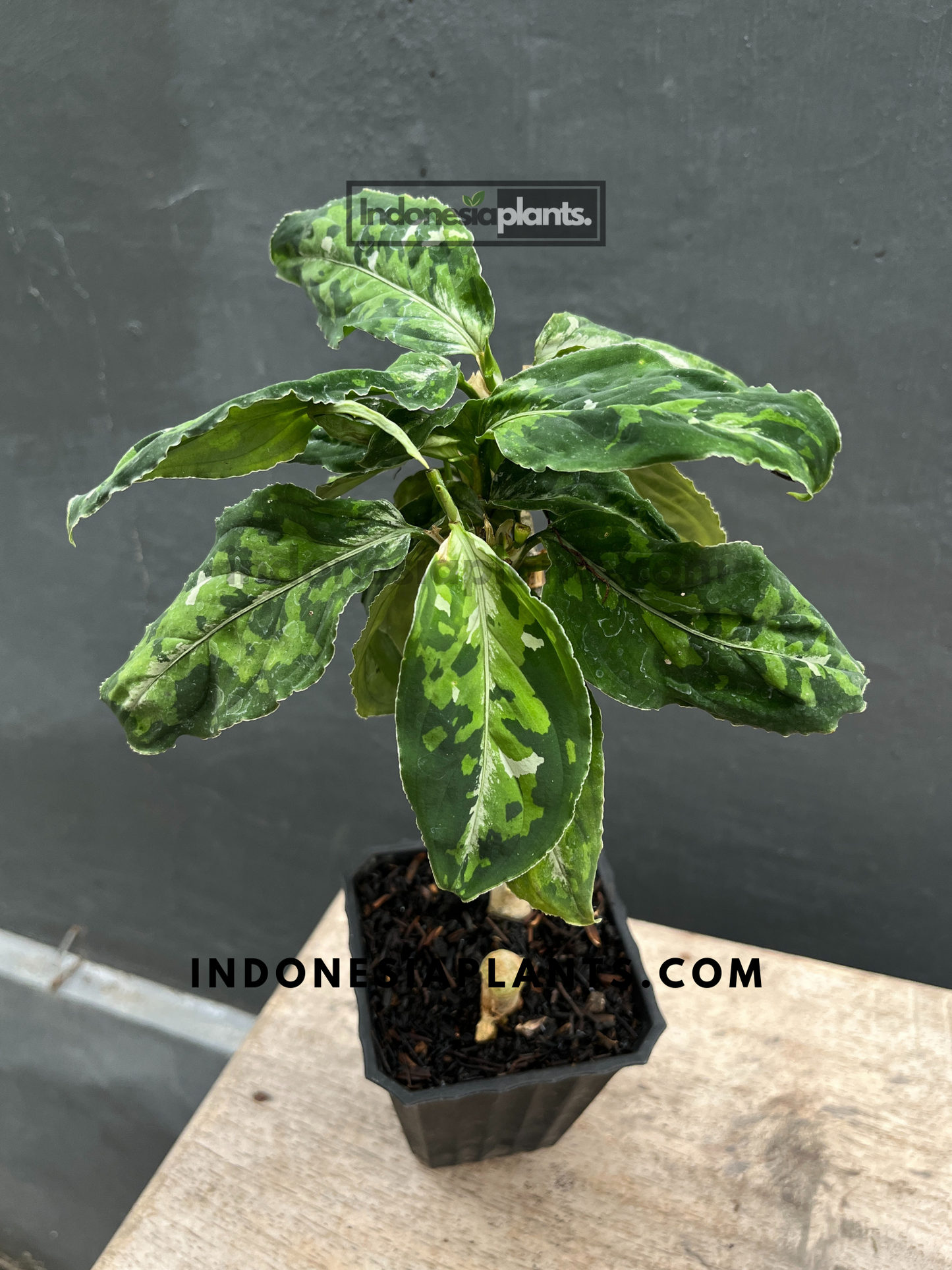 Aglaonema Pictum Tricolor