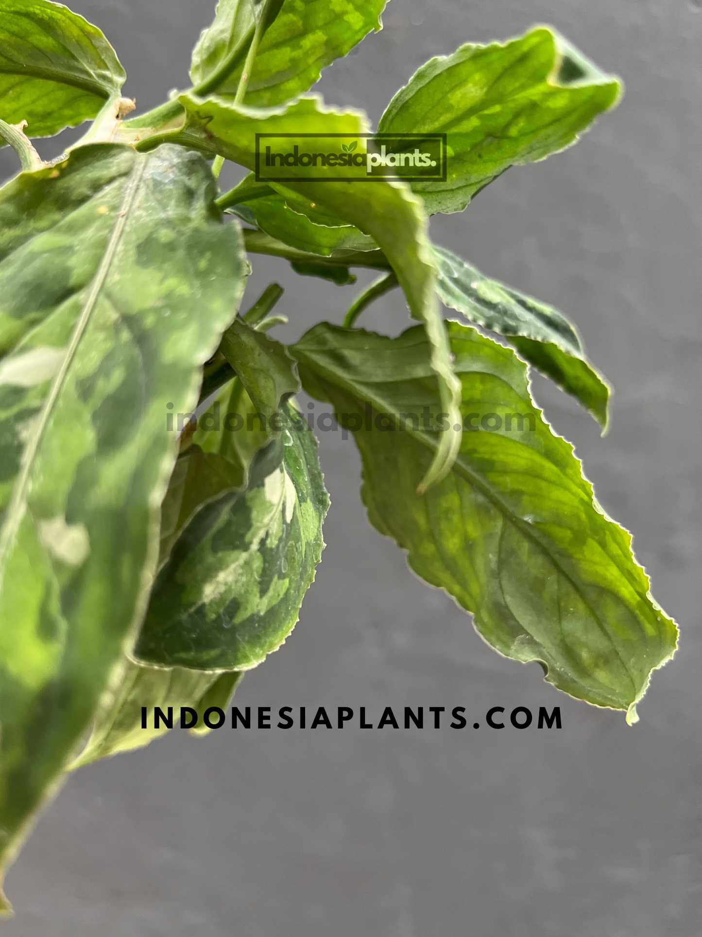 Aglaonema Pictum Tricolor