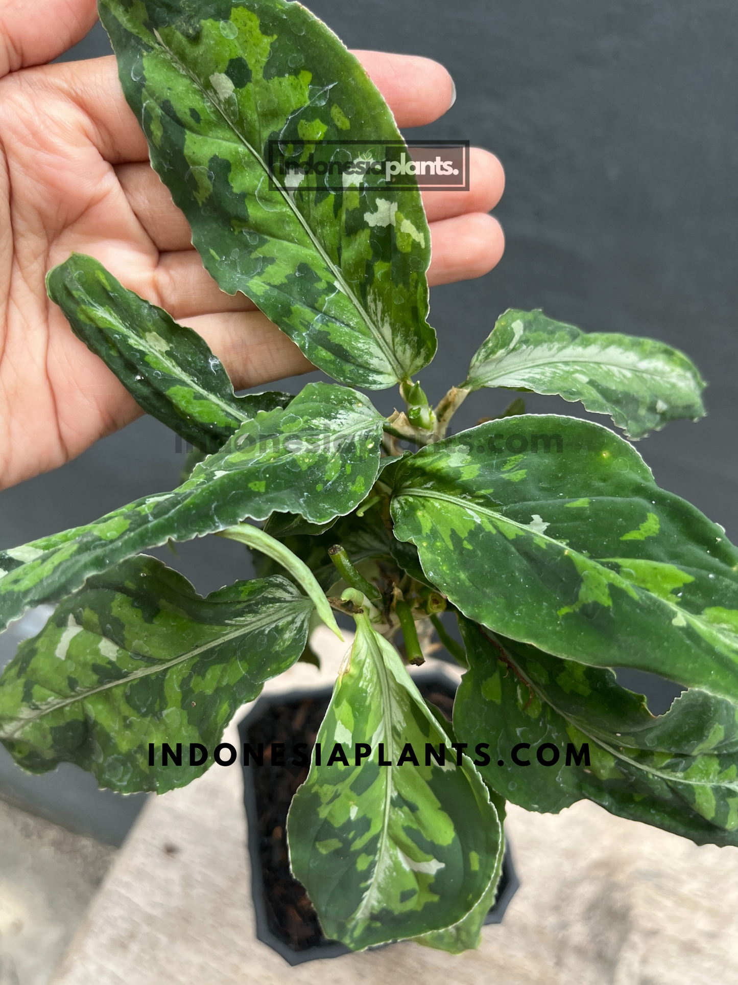Aglaonema Pictum Tricolor