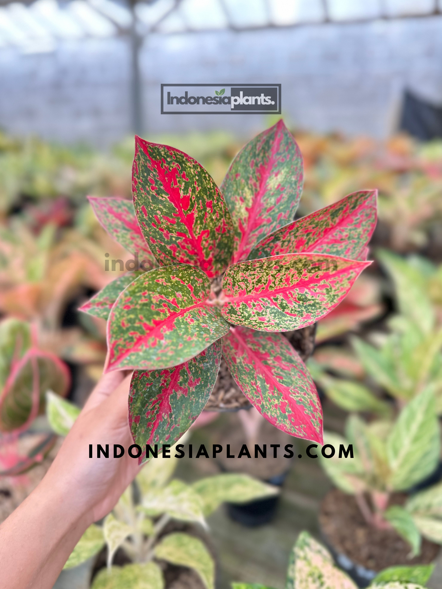 Aglaonema Red Stardust close-up showing bold red foliage with green speckles and wide tropical leaf form