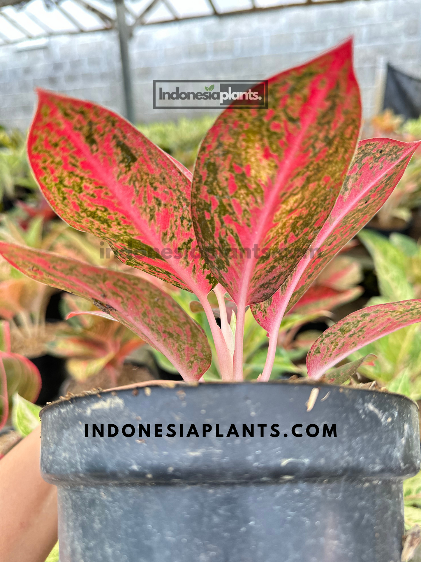 Side view of Aglaonema Red Stardust in pot, displaying upward leaf growth and vivid red-green variegation
