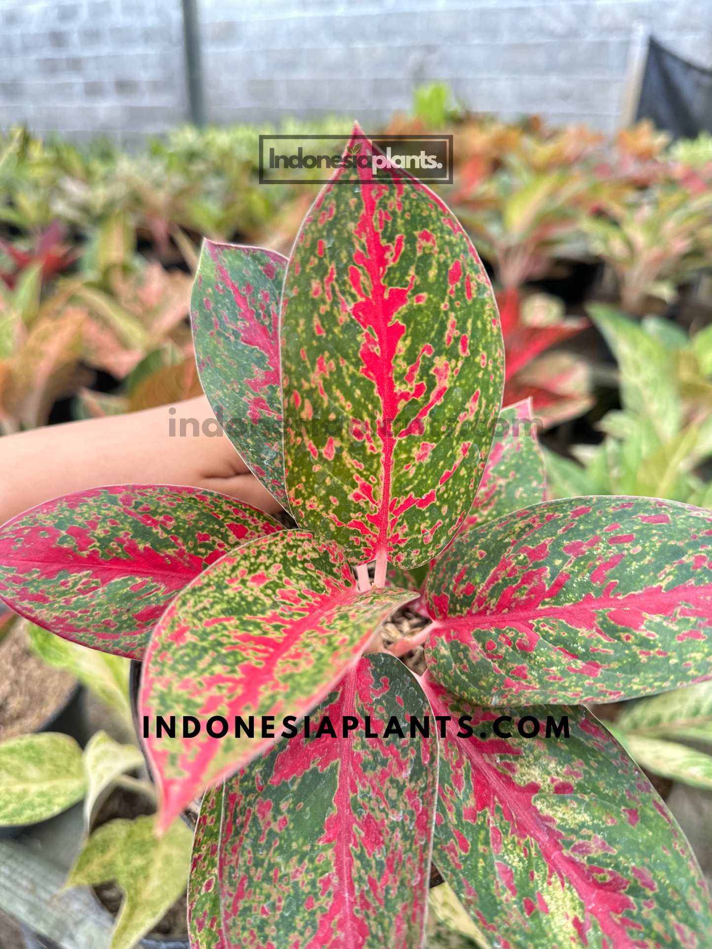 Top angle of Aglaonema Red Stardust with symmetrical star-shaped leaf spread and bright red coloration