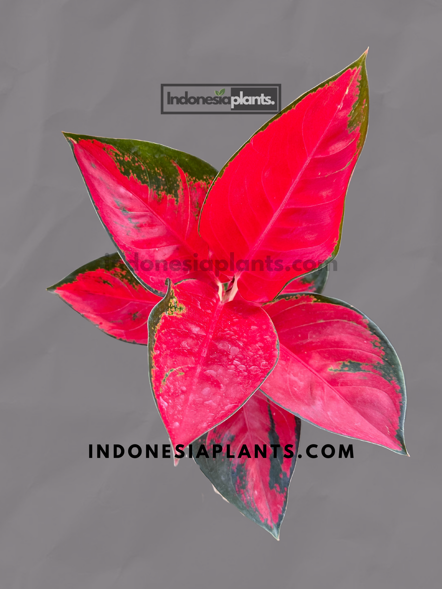Aglaonema Suksom close-up with glowing red leaves and green edges on a neutral background