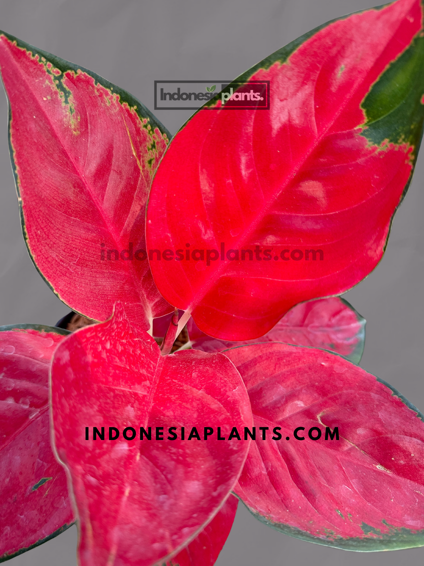 Top angle of Aglaonema Suksom with deep red, heart-shaped leaves and natural green trimming