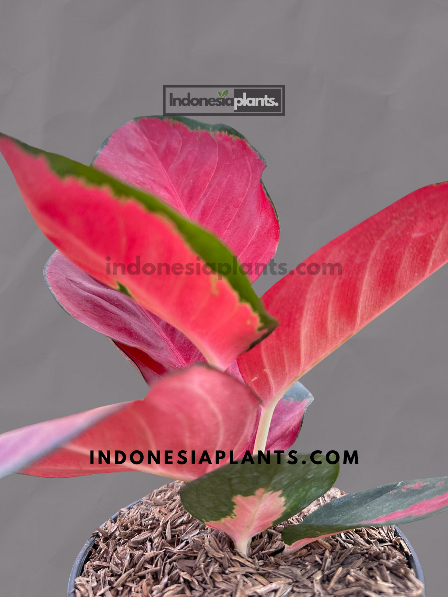 Side view of Aglaonema Suksom showing upright growth and vibrant red foliage in a pot