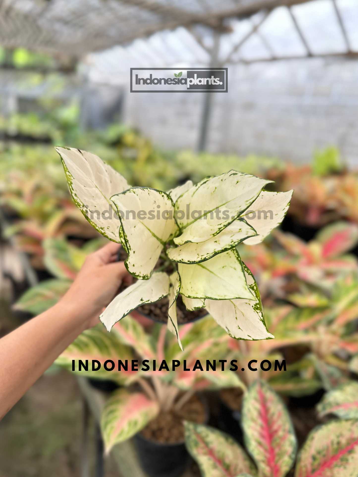 Top angle of Aglaonema Super White plant showing full foliage spread and clean white leaf pattern