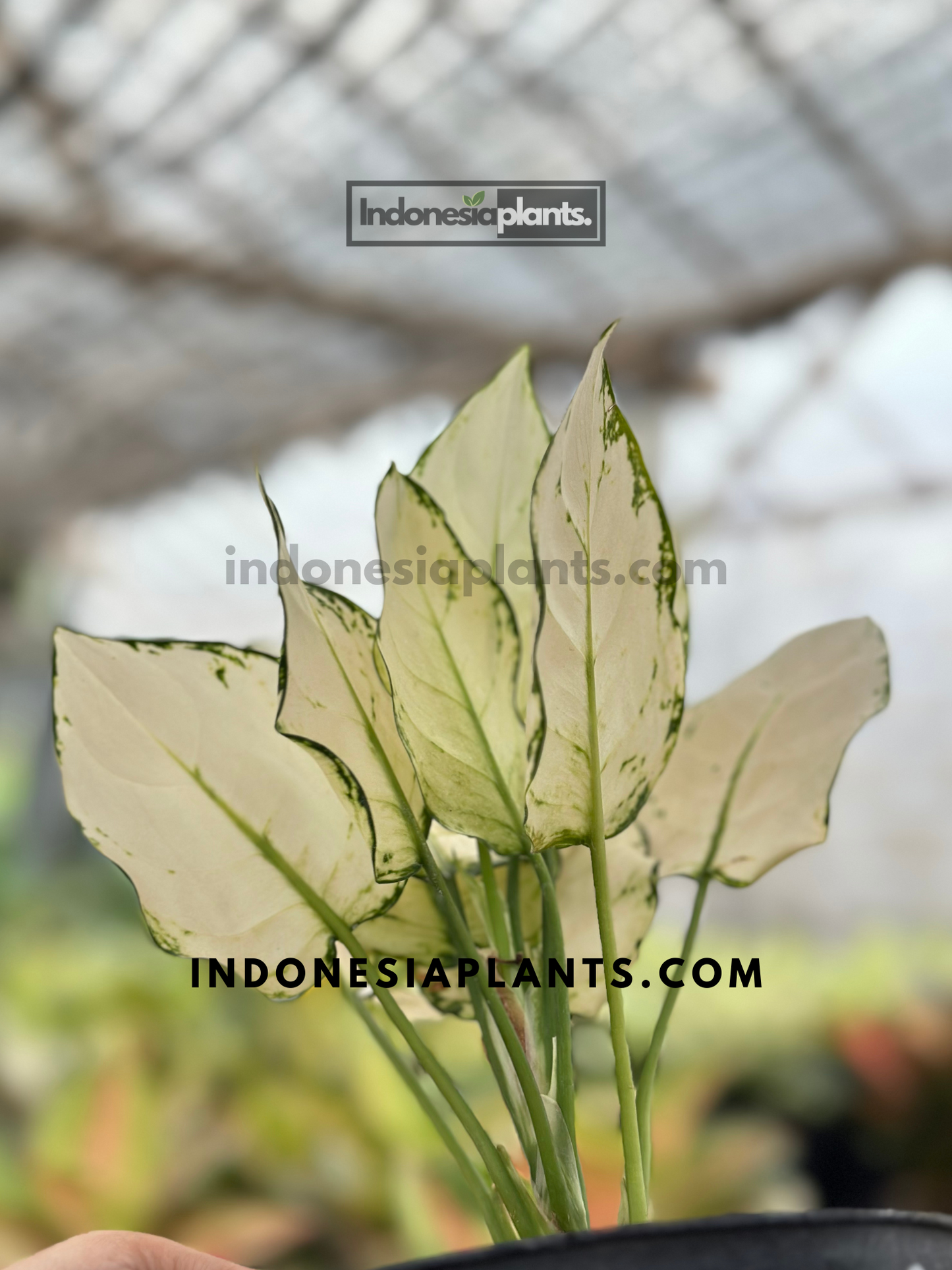 Side view of Aglaonema Super White in pot with tall upright leaves in creamy white and green edges