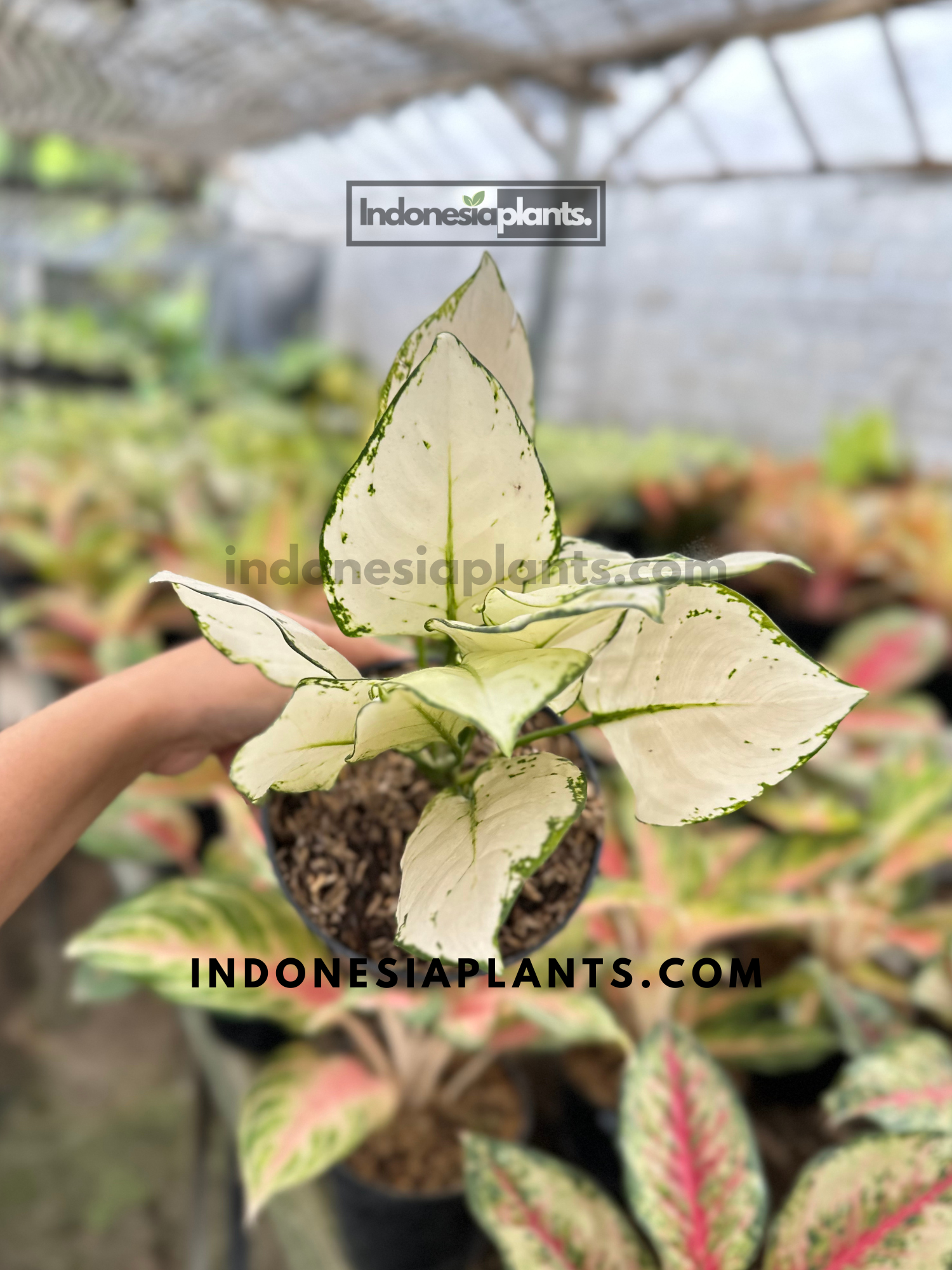 Aglaonema Super White held in hand showing bright white leaves with subtle green outlines and rootball visible