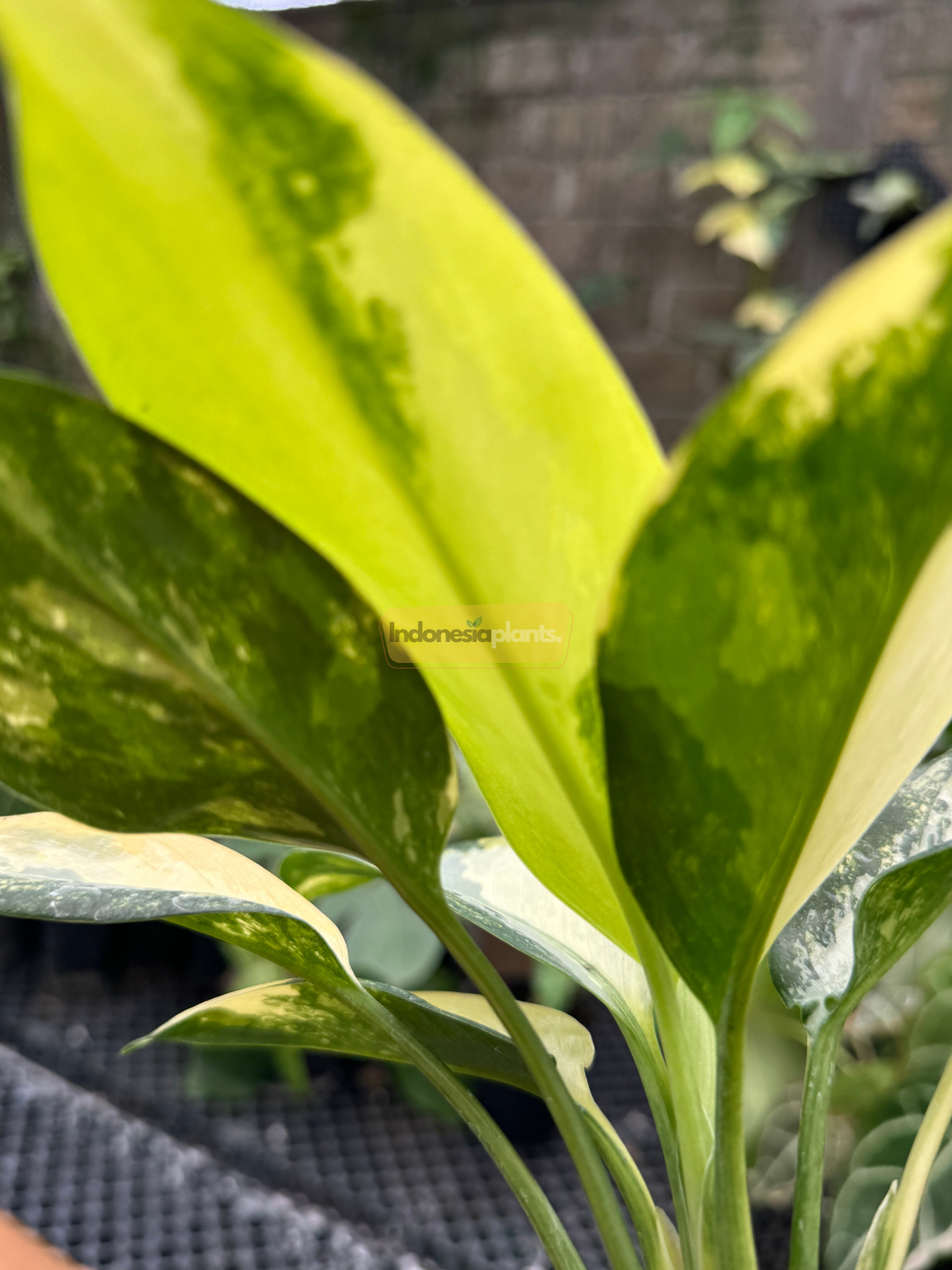 Side profile of Aglaonema Suvarnabhumi Variegated highlighting the rich contrast between yellow leaf centers and dark green edges in natural lighting