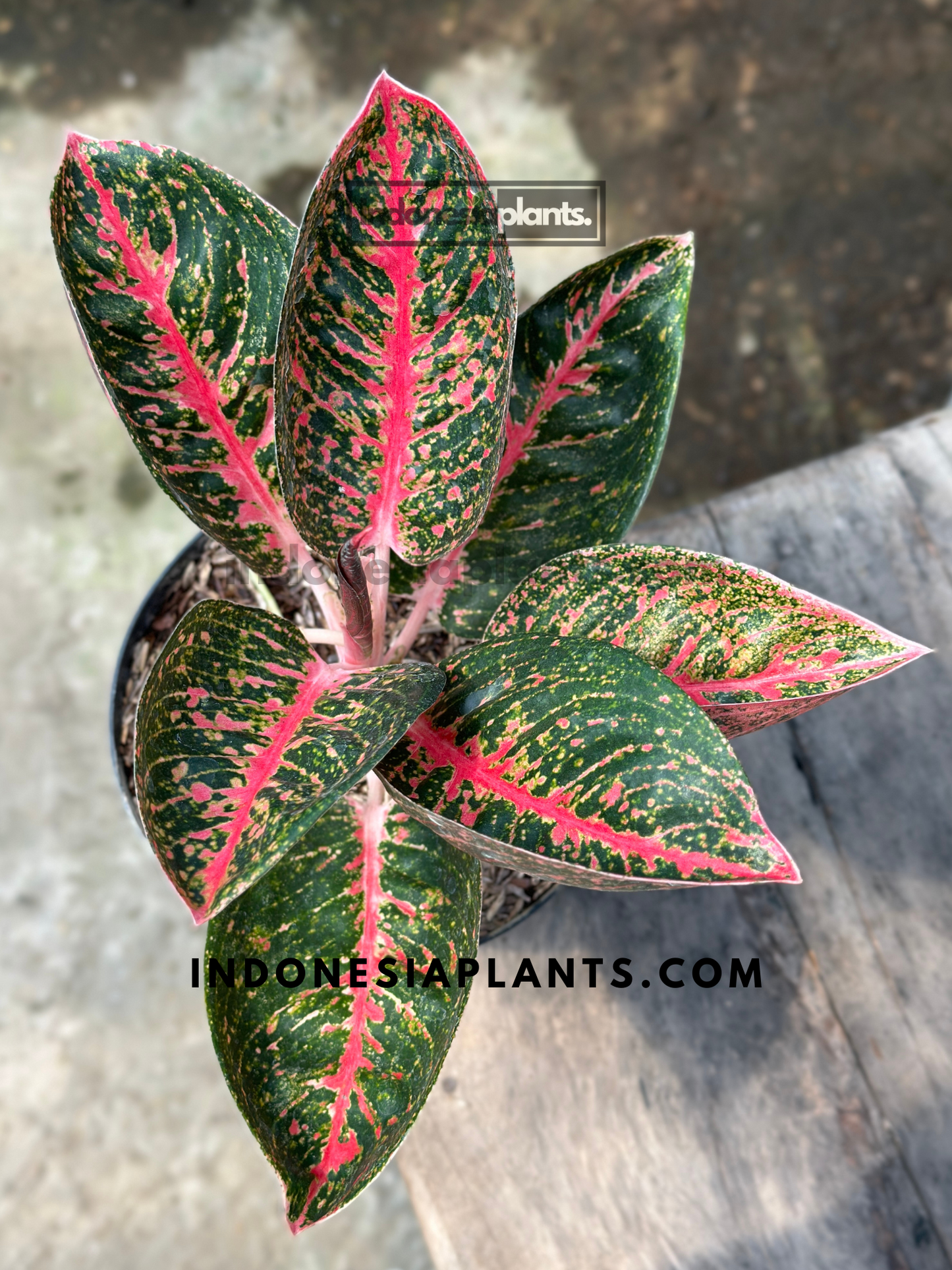 Close-up of Aglaonema Adelia showing variegated pink, red, and green leaves with lush tropical patterns in natural indoor lighting