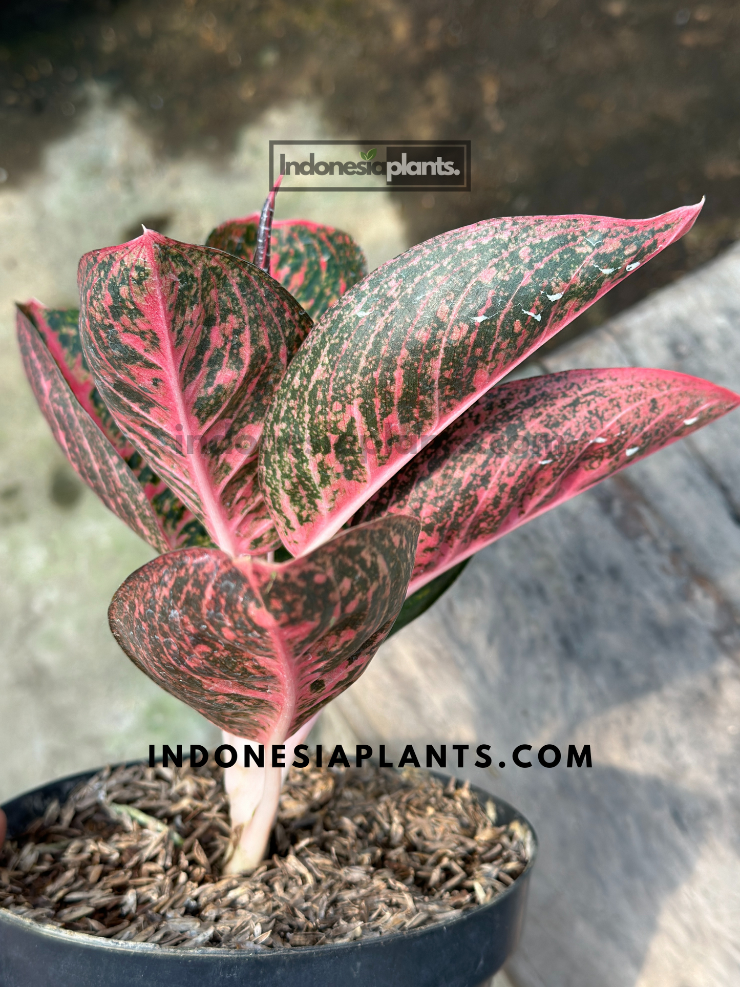 Full view of a mature Aglaonema Adelia plant in a black nursery pot with vibrant foliage and healthy growth displayed on a clean white background