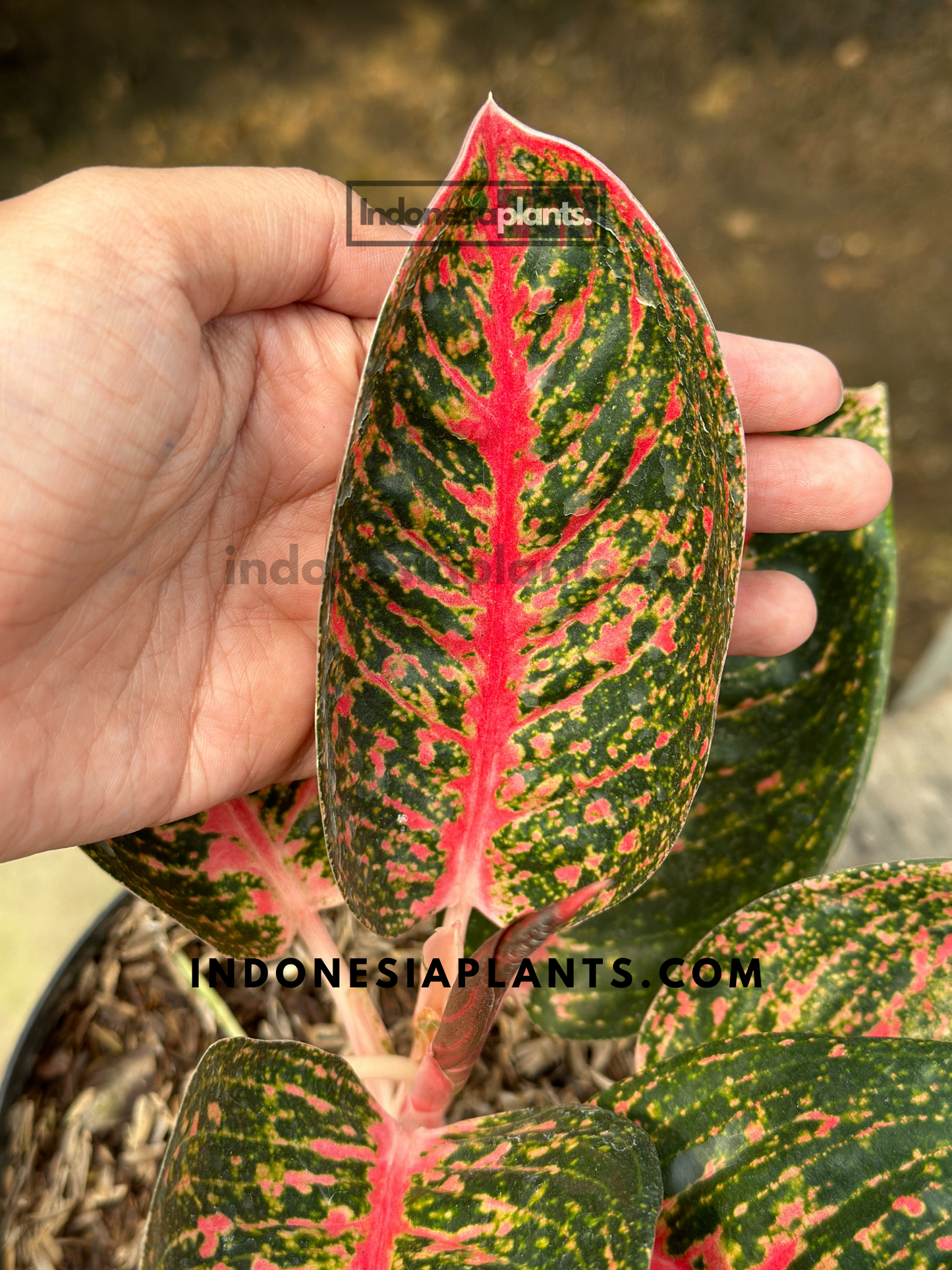 Side angle photo of Aglaonema Adelia showcasing its dense leaf clusters and colorful detailing in a home environment