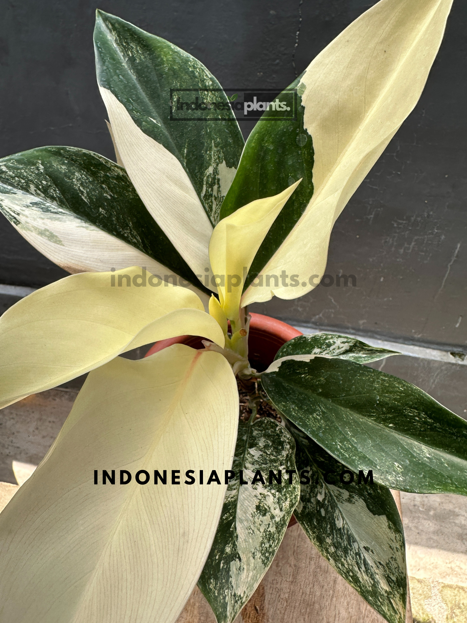 Aglaonema Siam Jade Variegated large size – INDONESIAPLANTS Aglaonema Siam Jade Variegated large size – INDONESIAPLANTS