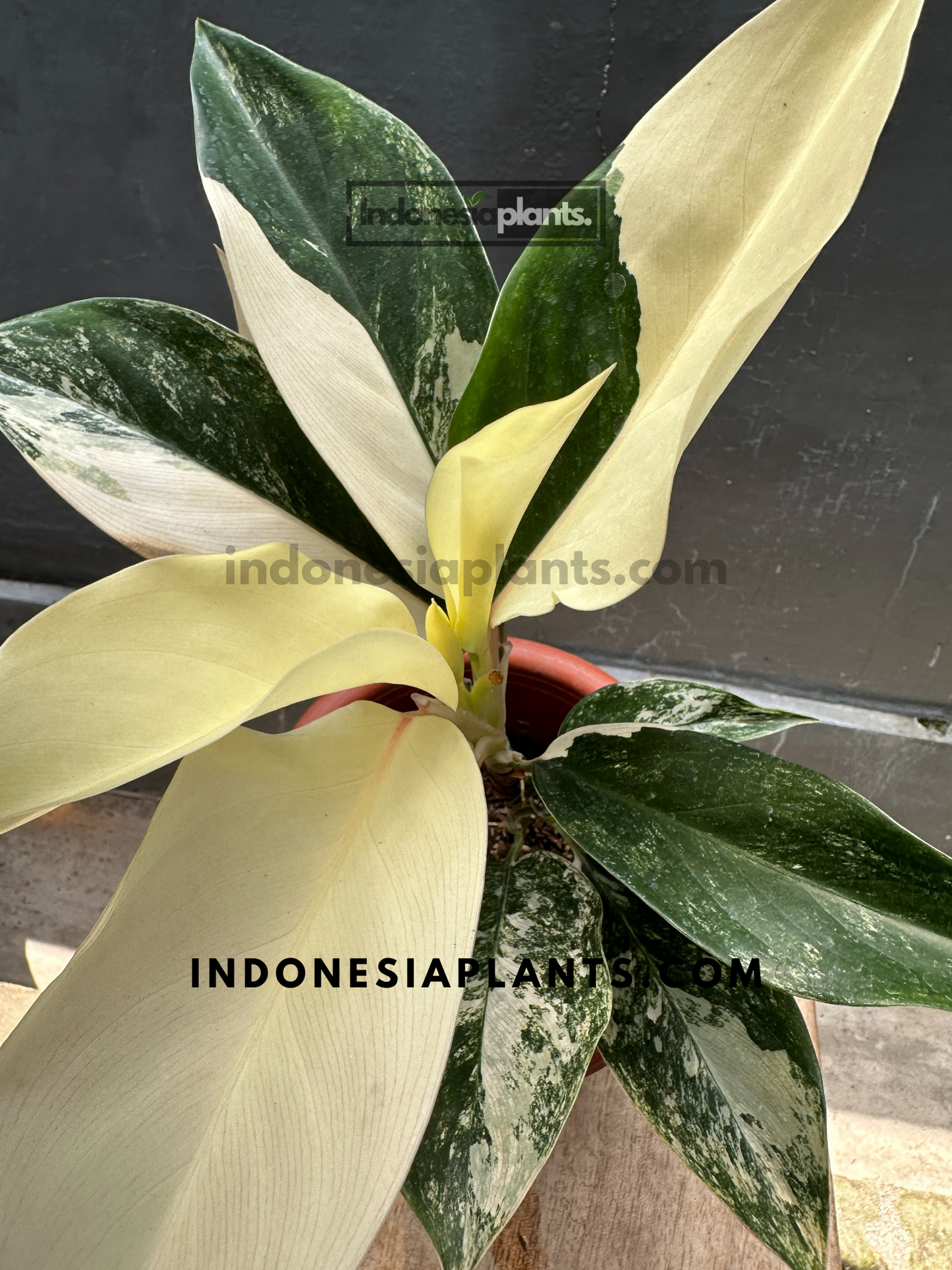 Aglaonema Siam Jade Variegated large size