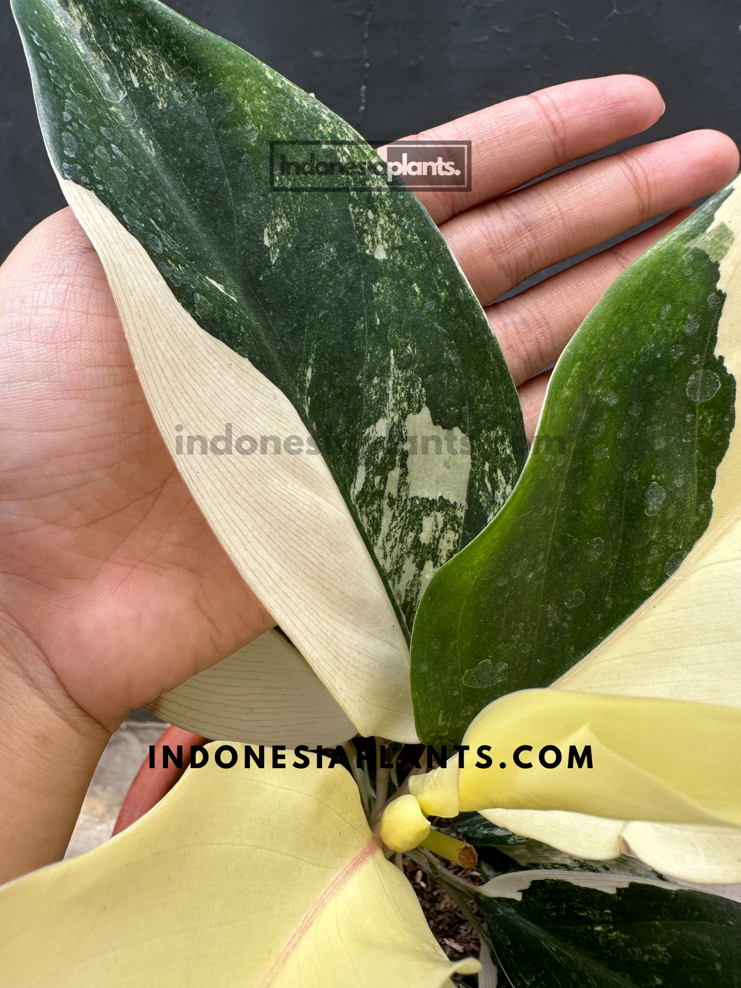 Aglaonema Siam Jade Variegated large size