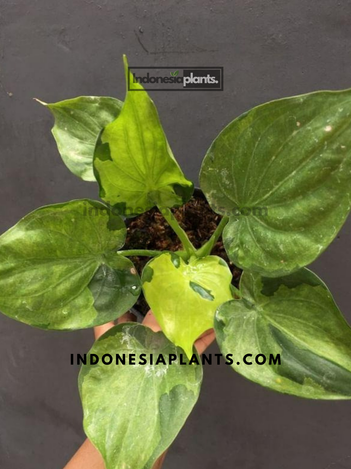 Alocasia Cucullata Variegated