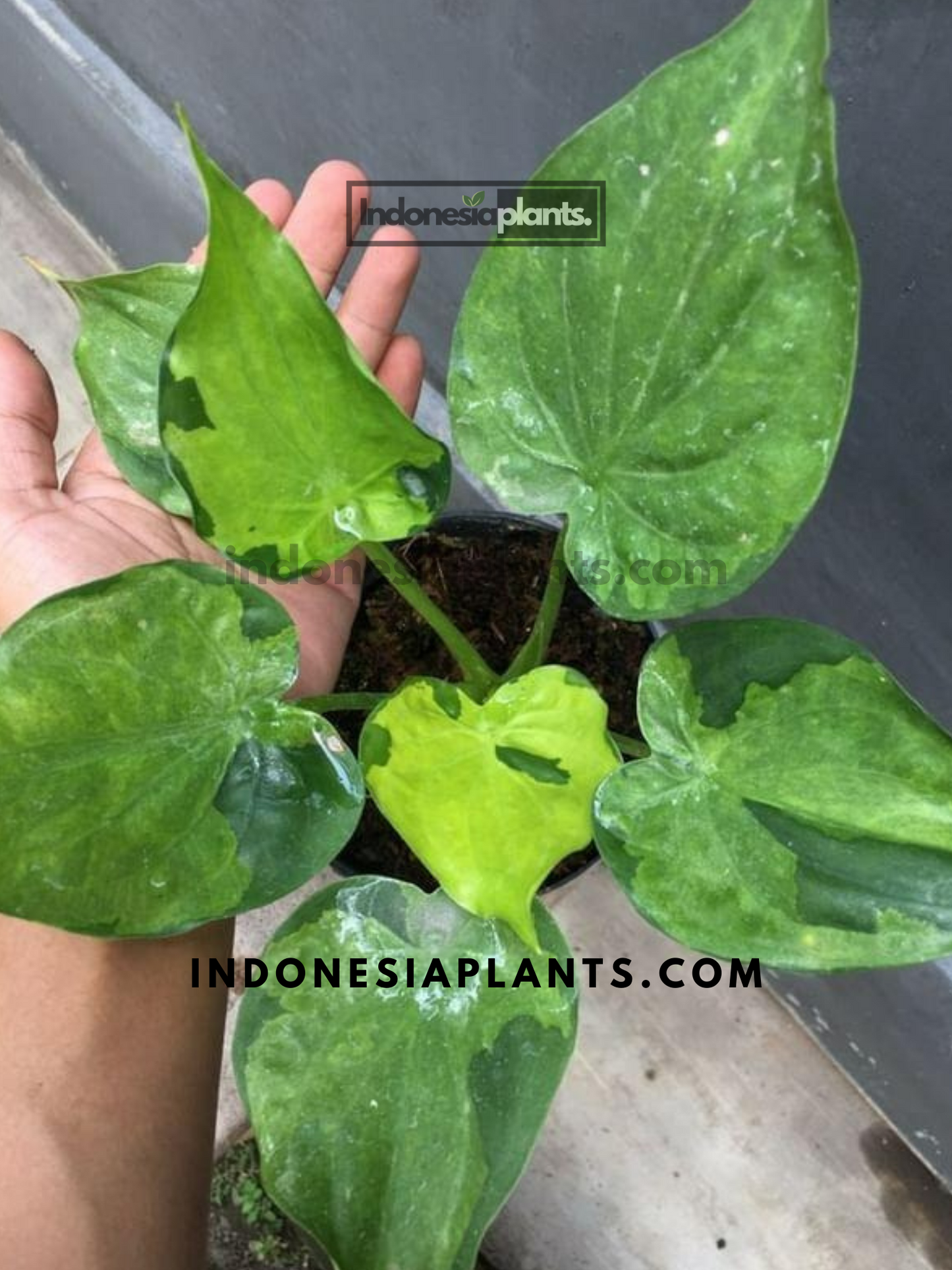 Alocasia Cucullata Variegated