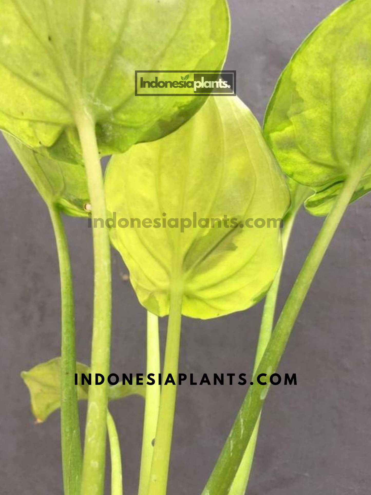 Alocasia Cucullata Variegated