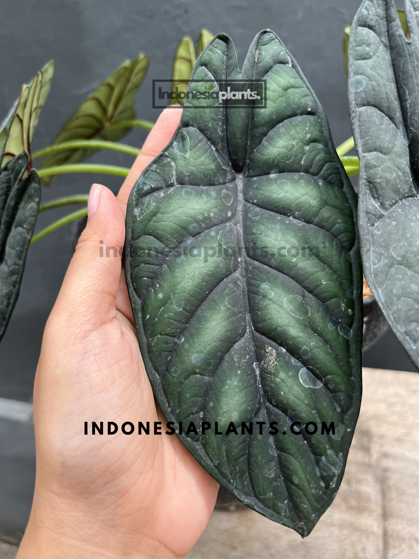 Alocasia Dragon Scale