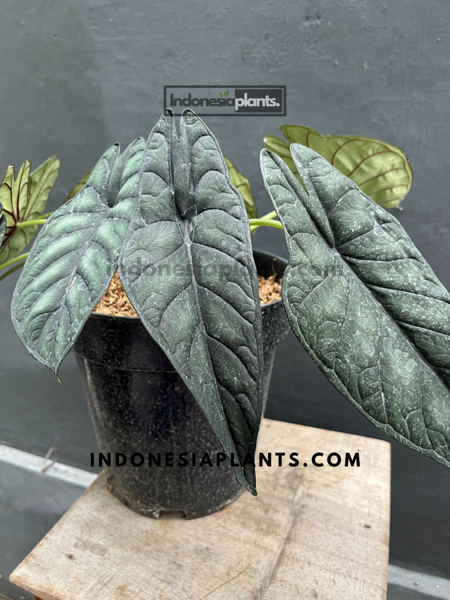 Alocasia Dragon Scale
