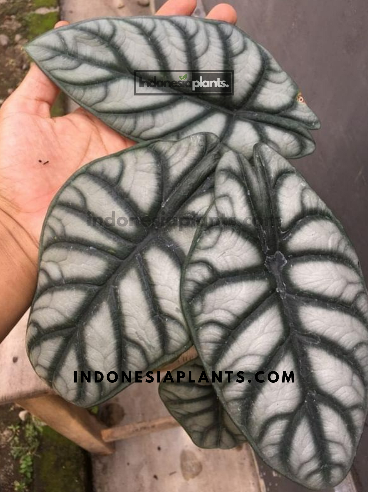 Alocasia Dragon Silver