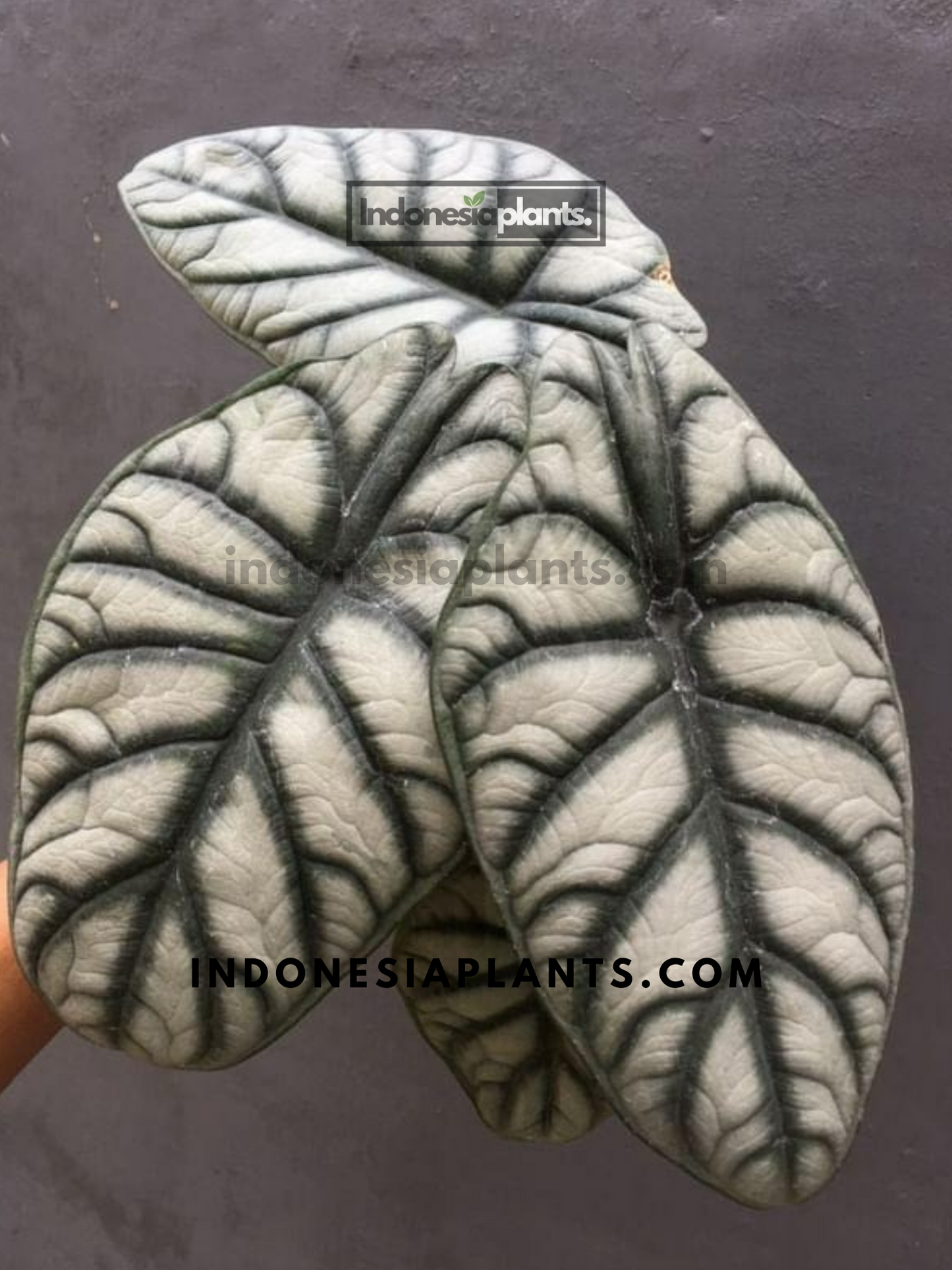 Alocasia Dragon Silver