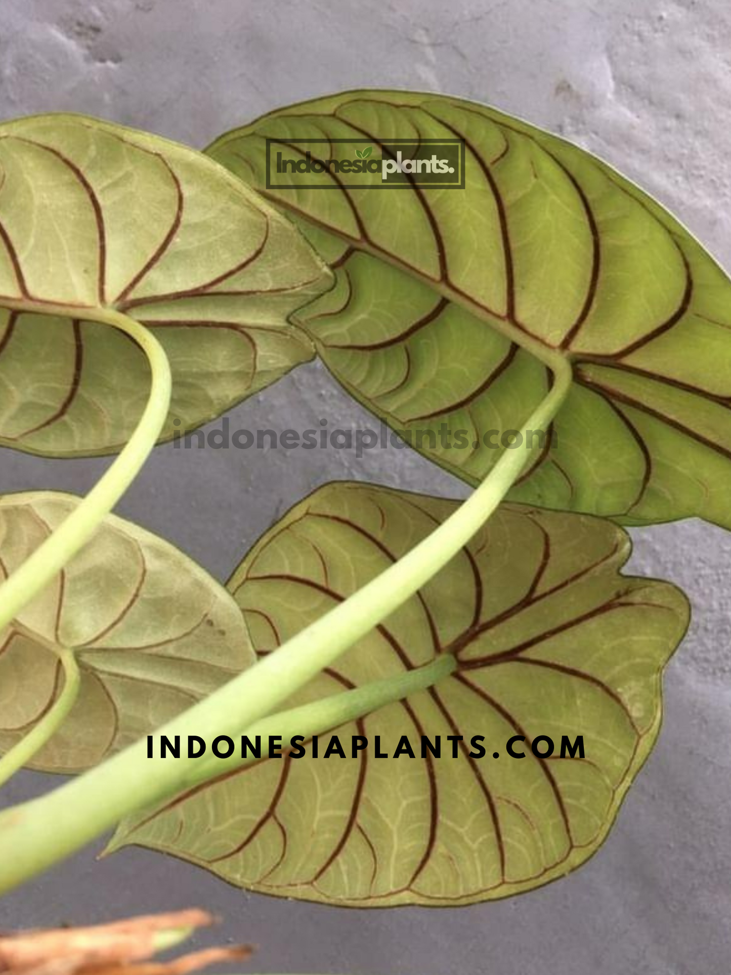 Alocasia Dragon Silver