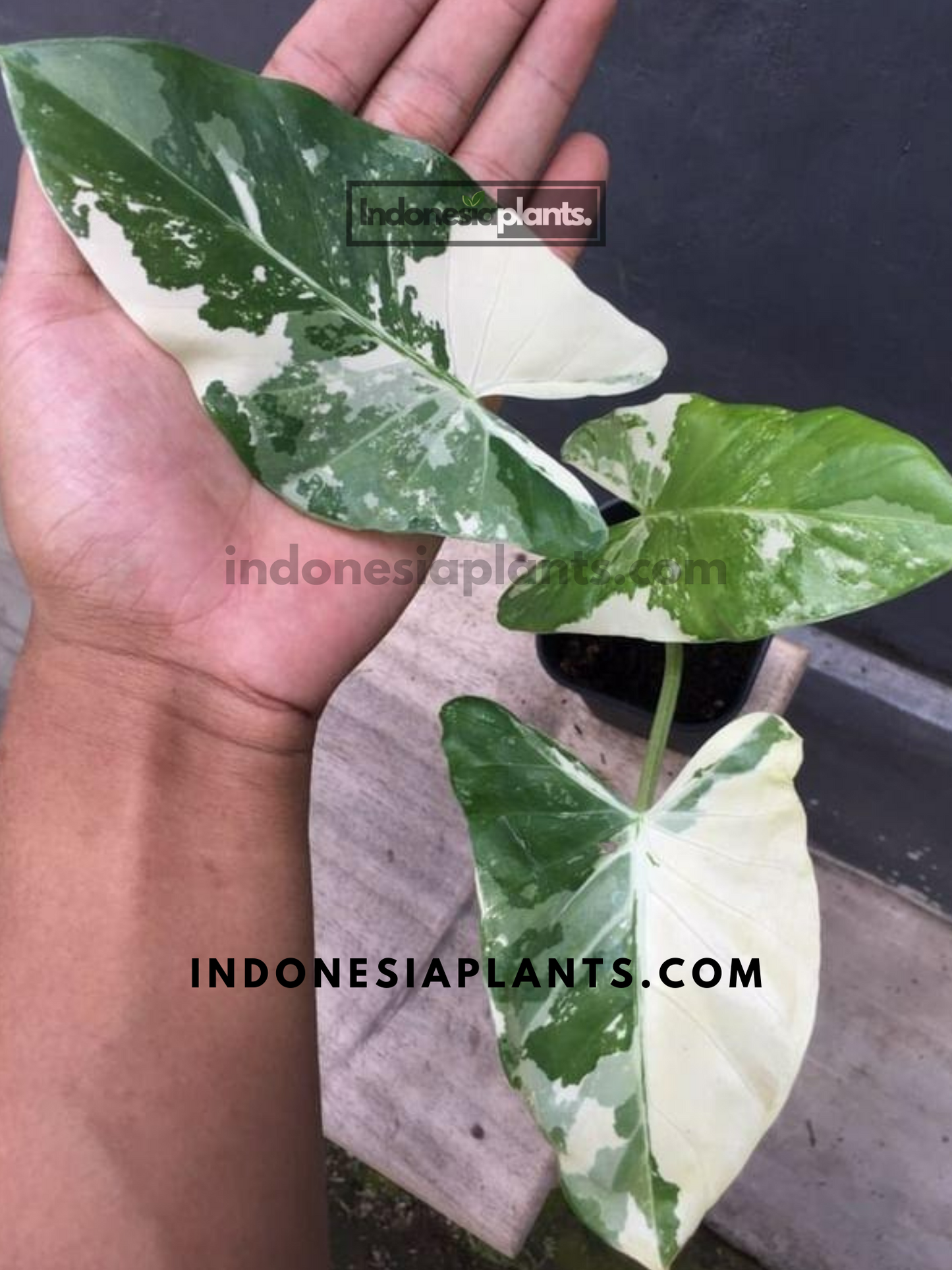 Alocasia Macrorrhiza Variegated