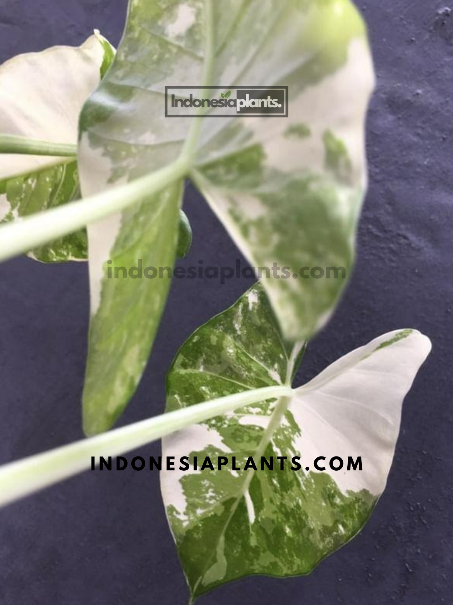 Alocasia Macrorrhiza Variegated