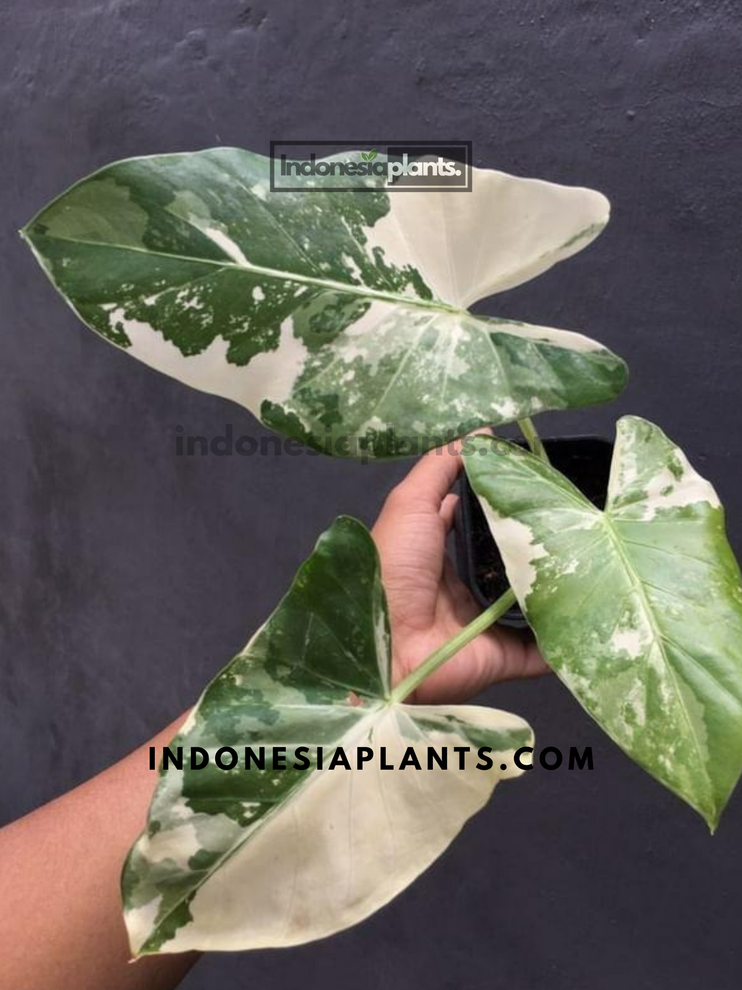Alocasia Macrorrhiza Variegated