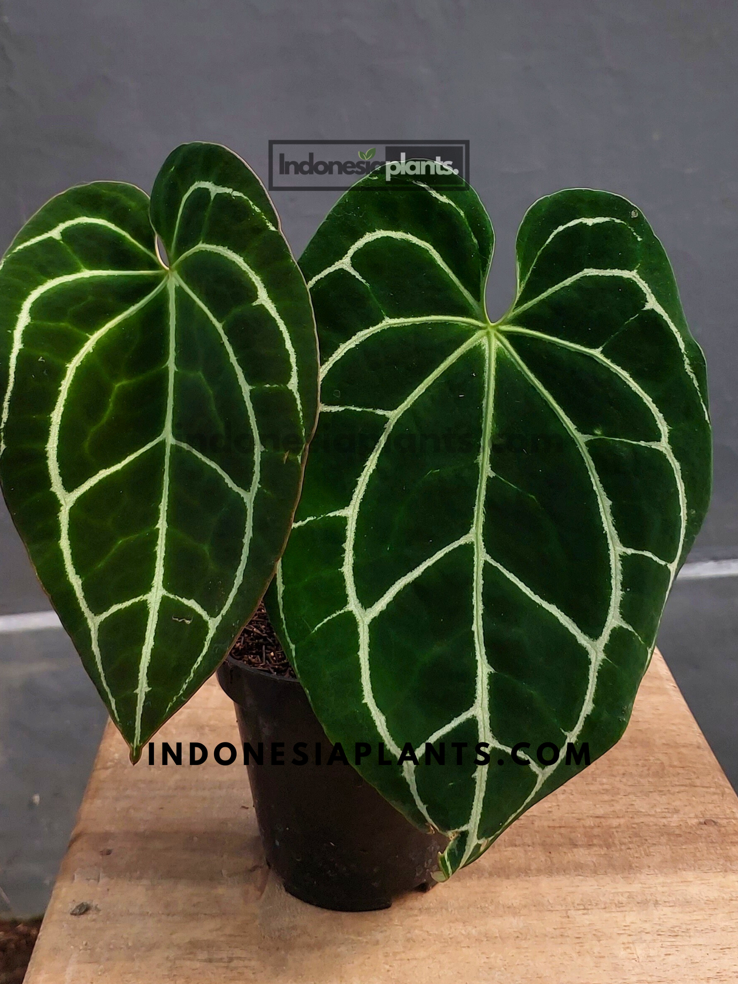 Front view of Anthurium Crystallinum Dark Form showing velvety dark green leaves with silvery veins.