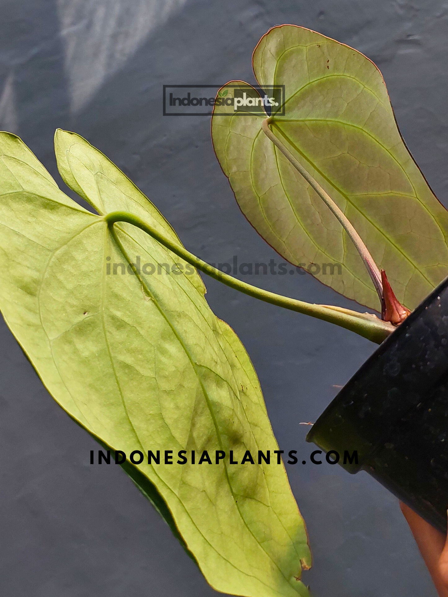 Back view of Anthurium Crystallinum Dark Form leaves, highlighting their unique texture and tone.