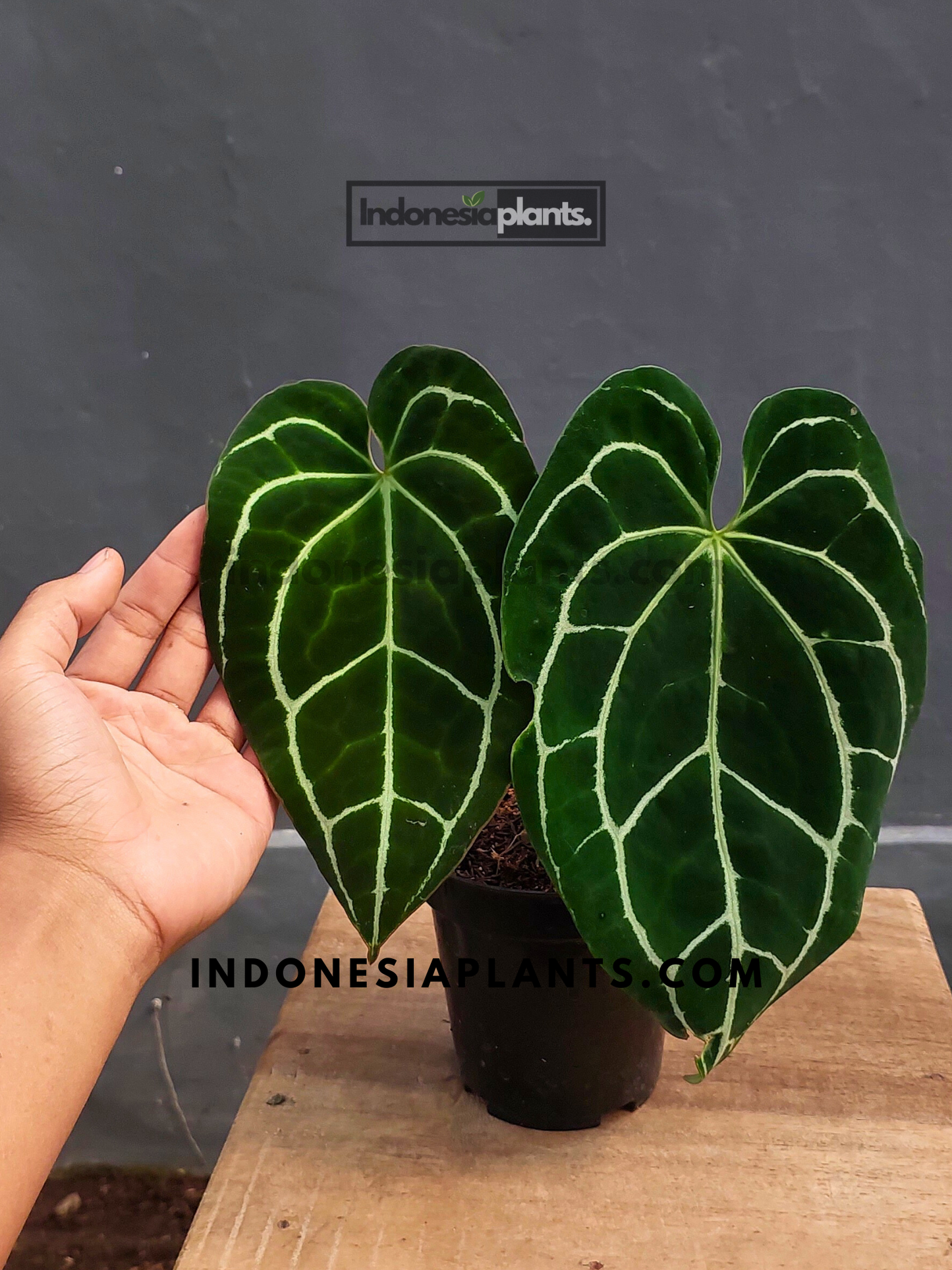 Anthurium Crystallinum Dark Form held by hands, showcasing its stunning foliage.