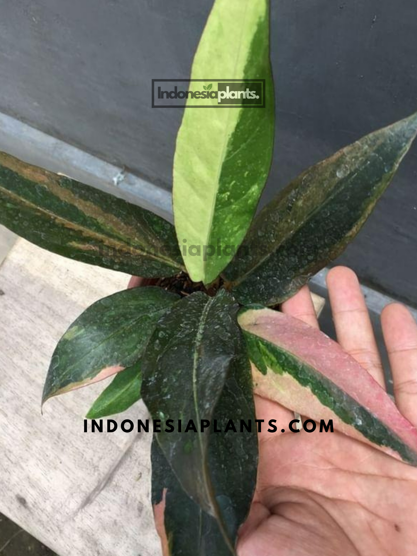 Anthurium Hookeri Pink