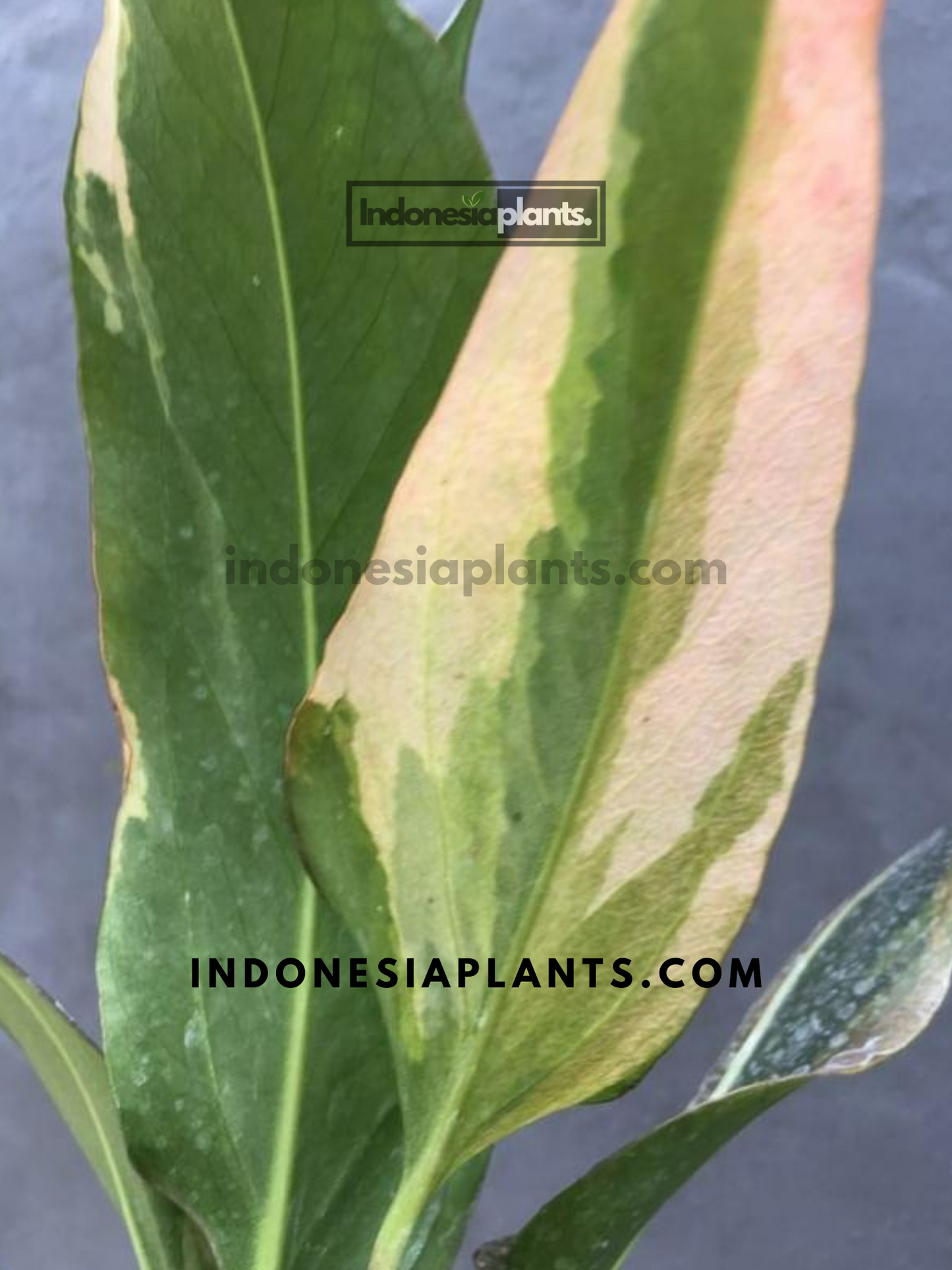 Anthurium Hookeri Pink