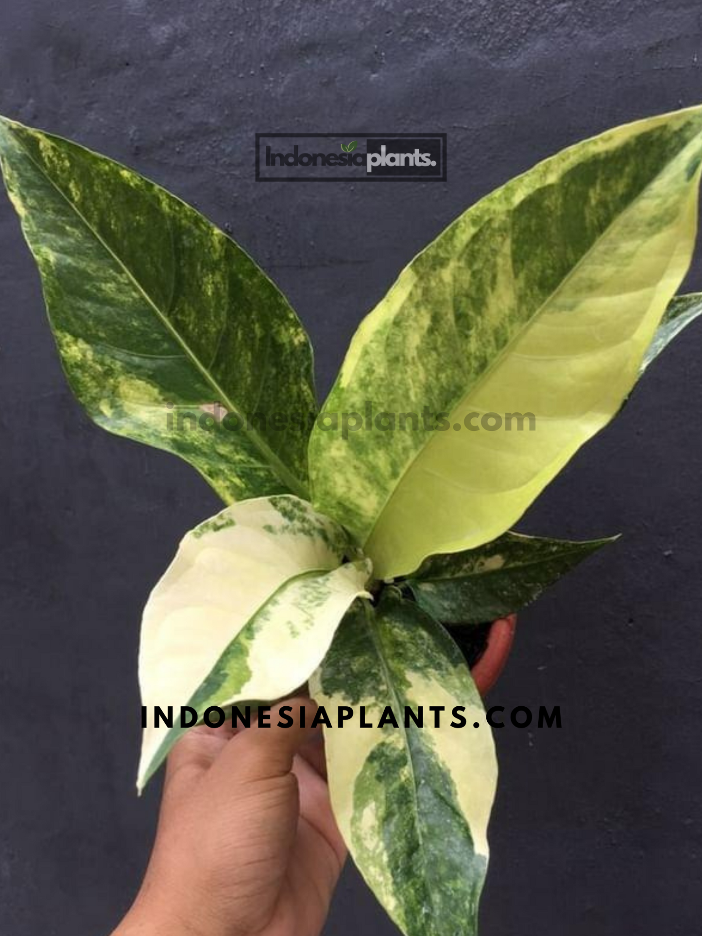 Anthurium Hookeri Variegated held by hands, displaying its vibrant, patterned foliage.