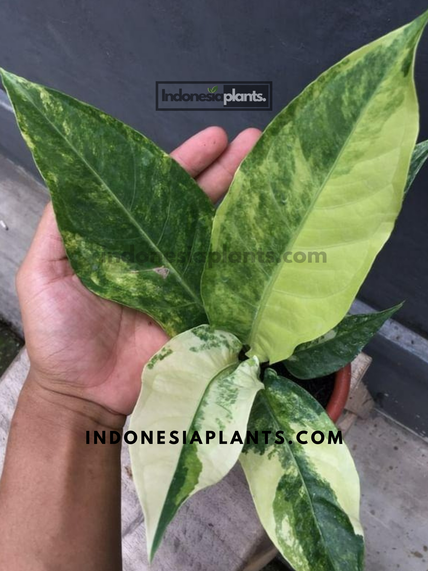 Close-up of Anthurium Hookeri Variegated leaves, emphasizing variegated patterns and wavy texture.