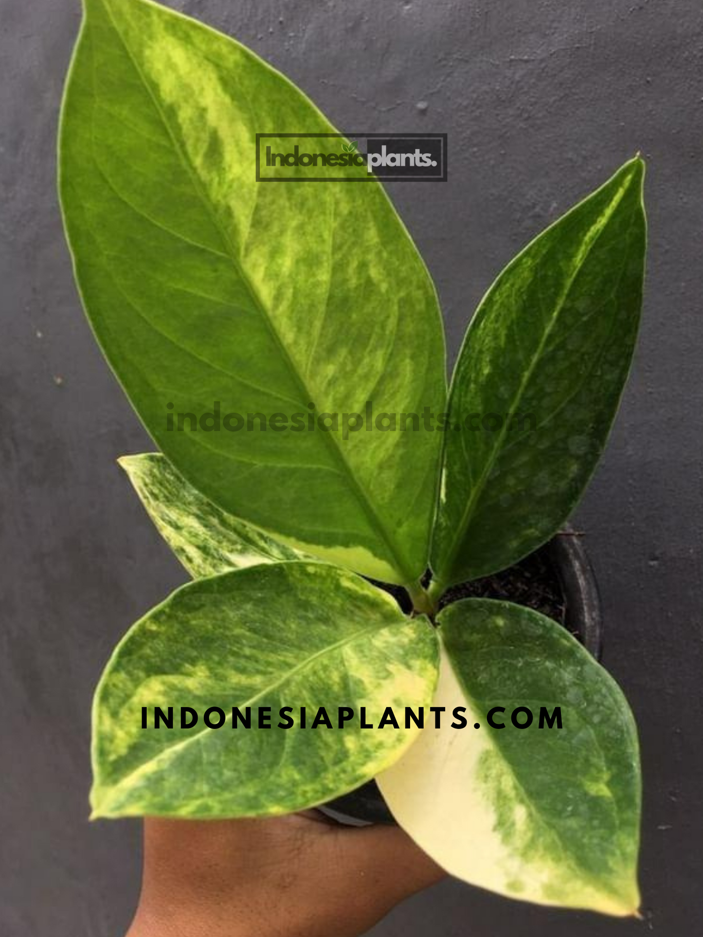 Front view of Anthurium Jenmanii Variegated showcasing its thick, sturdy leaves with striking variegation.