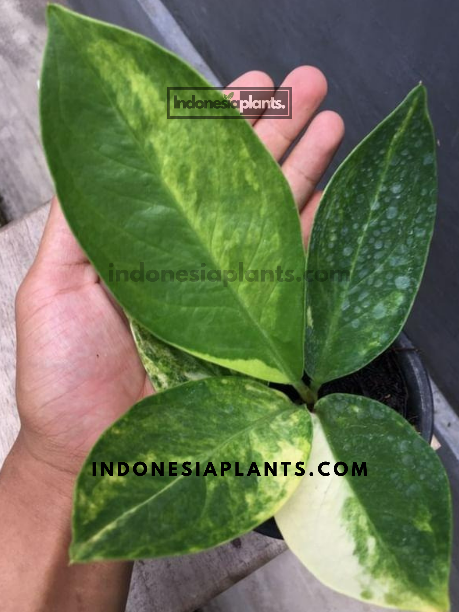 Close-up of Anthurium Jenmanii Variegated leaves, emphasizing their thick structure and intricate variegation.